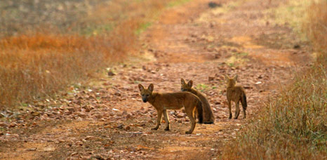 Indian Dhole by Bret Charman