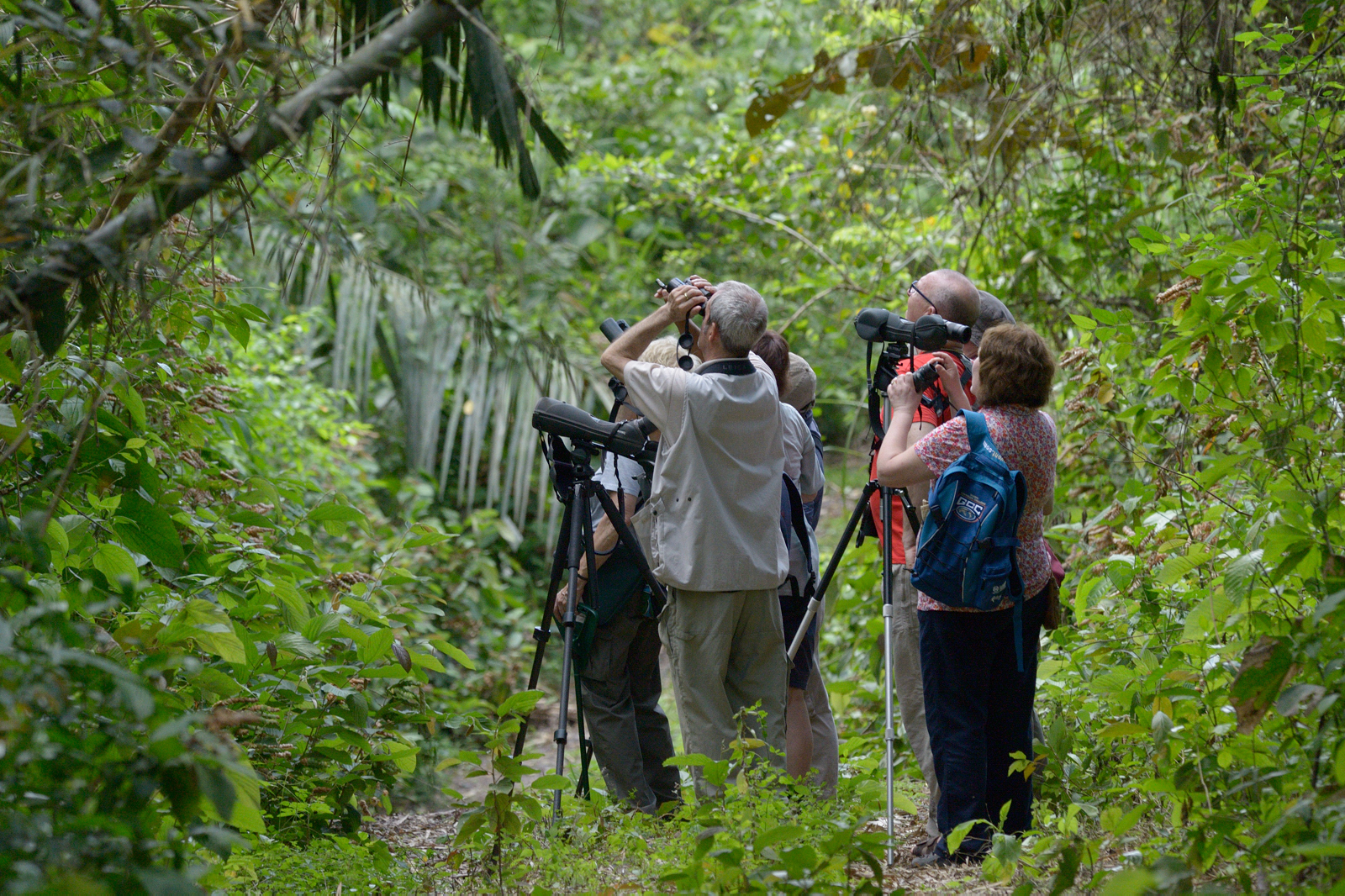 Naturetrek birdwatching group, Panama Image