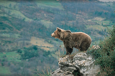 Brown Bear, Asturias, Spain Image