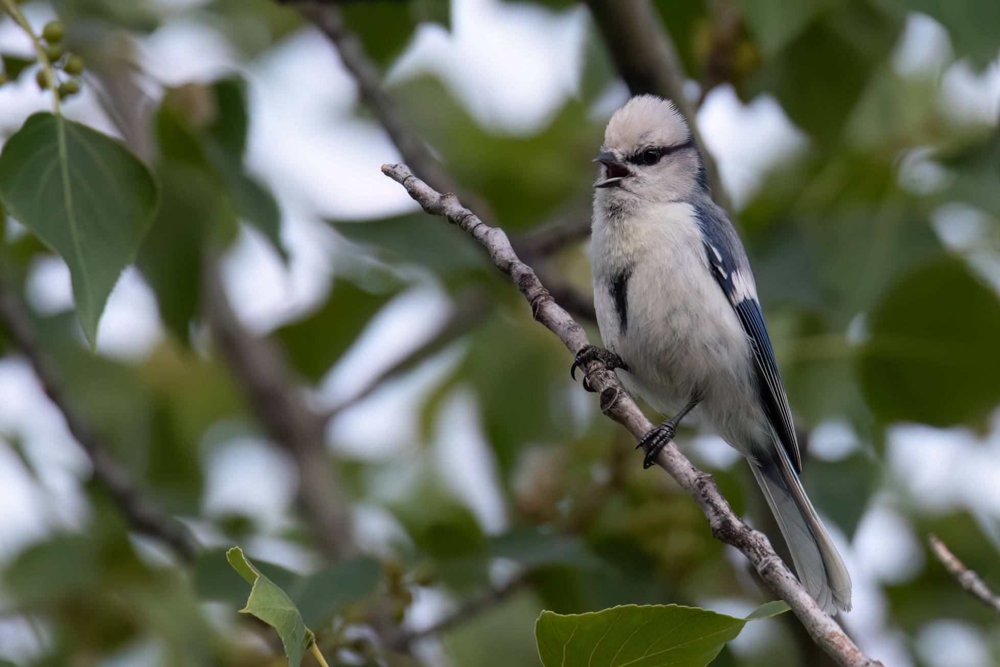 Azure Tit © Chris Griffin Image
