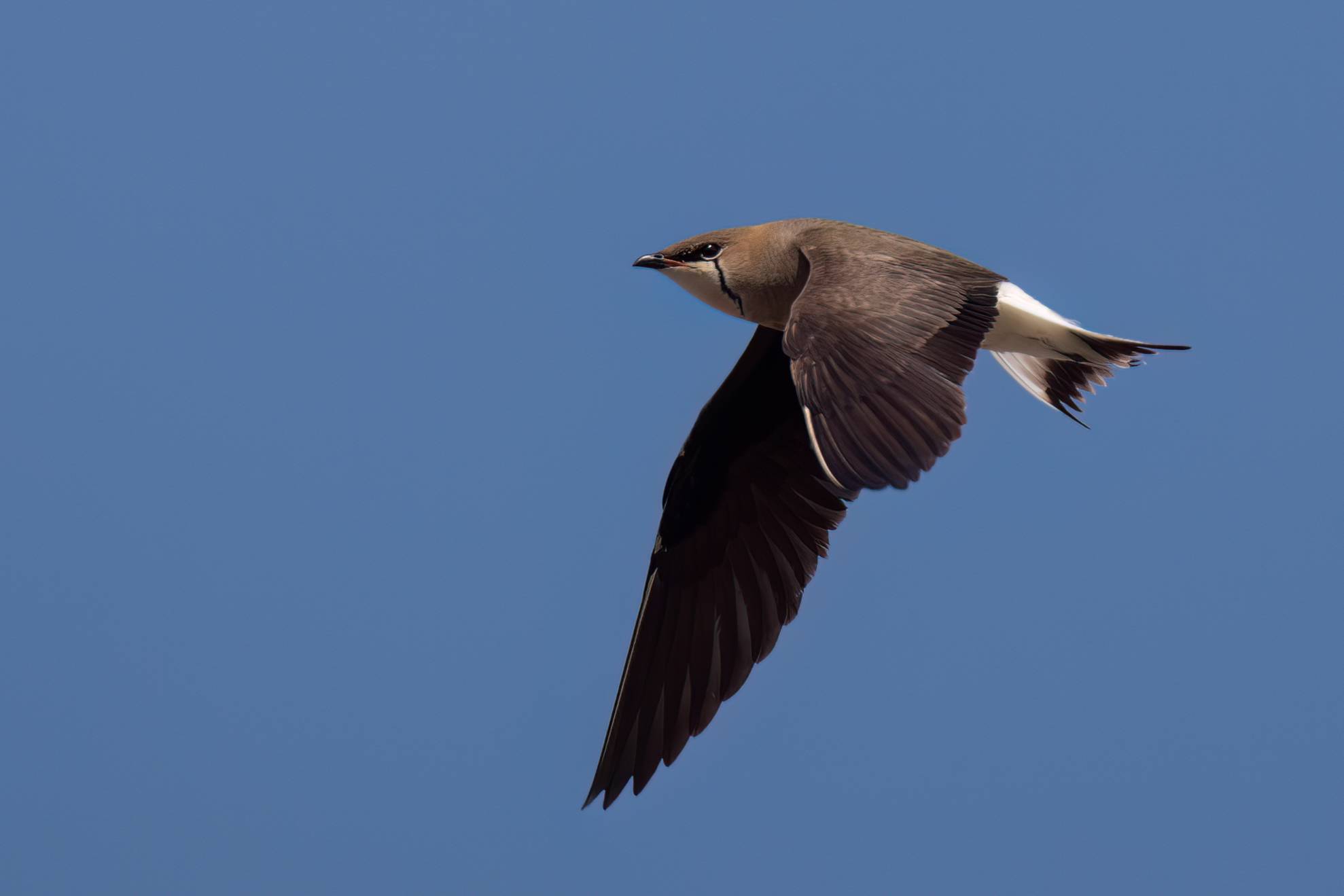Black-winged Pratincole © Chris Griffin Image