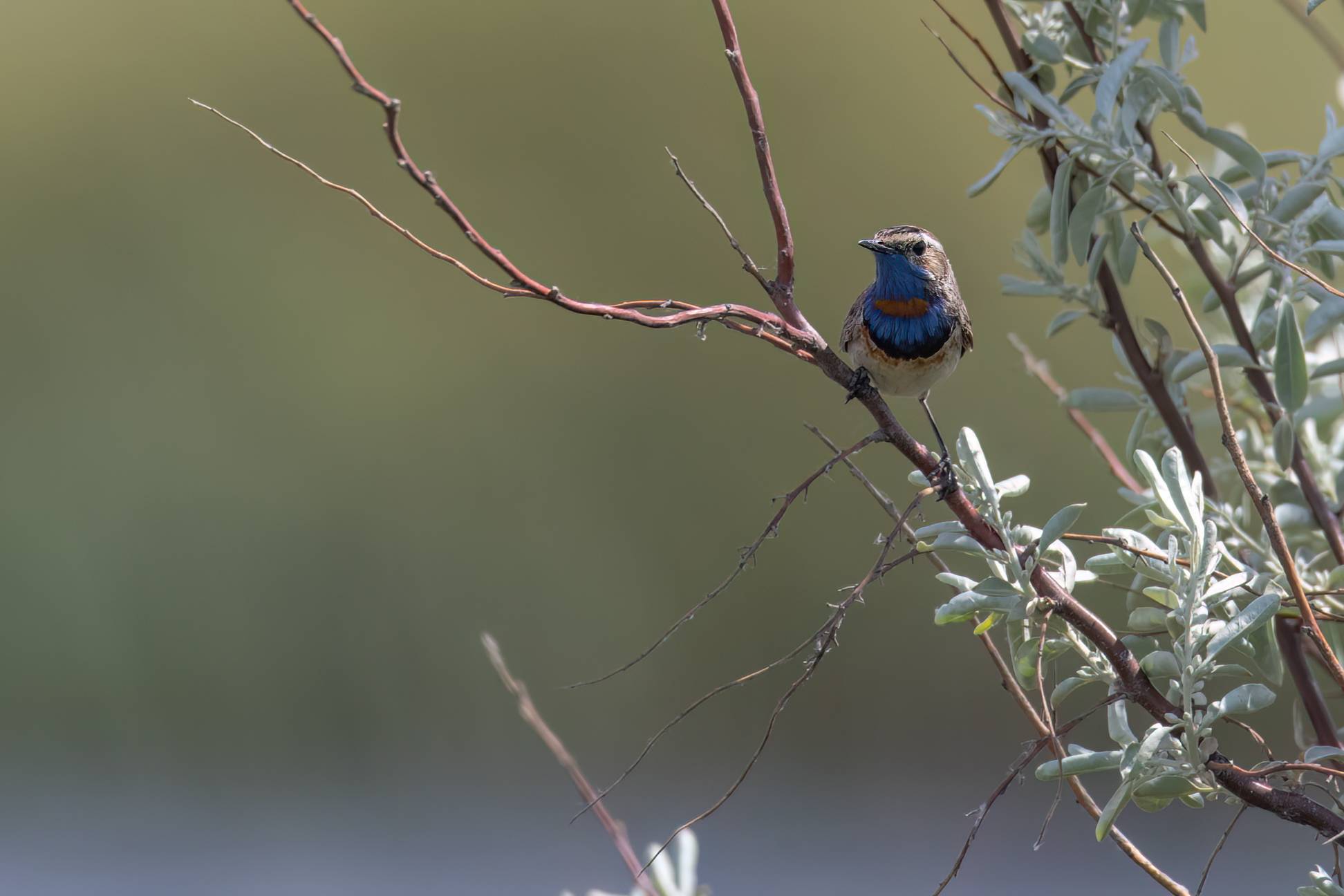 Bluethroat © Chris Griffin Image