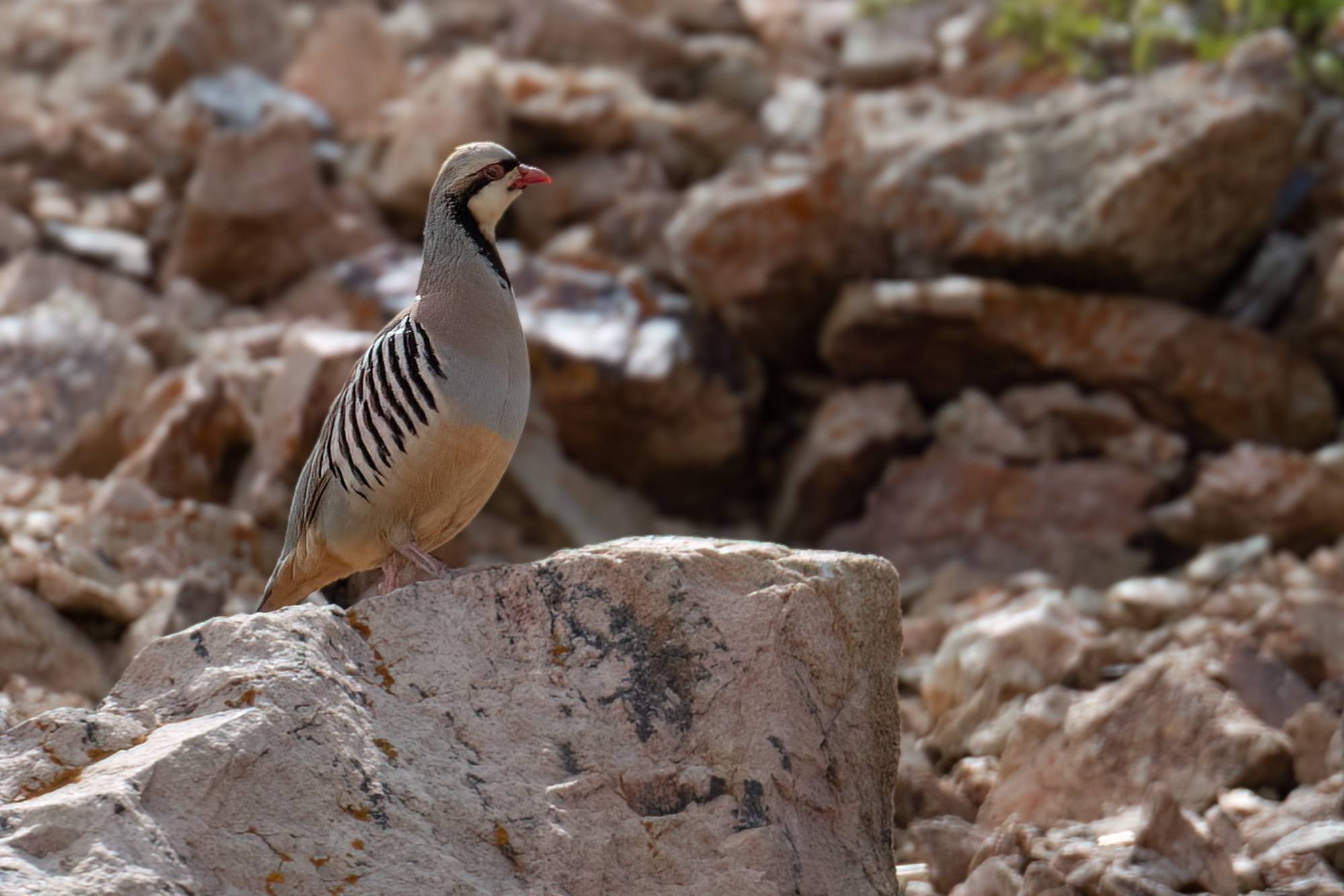 Chukar Partridge © Chris Griffin Image