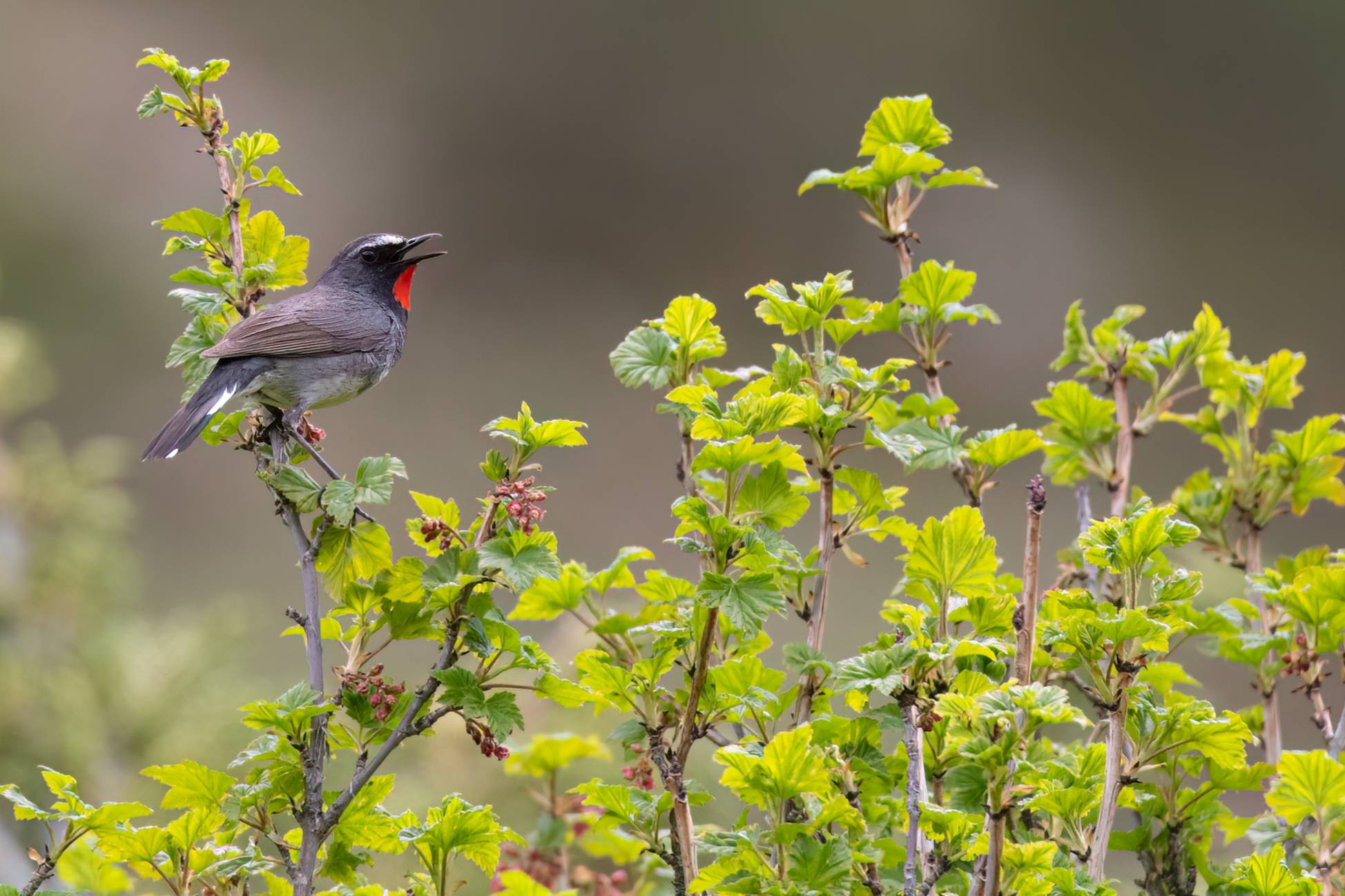 Himalayan Rubythroat © Chris Griffin Image