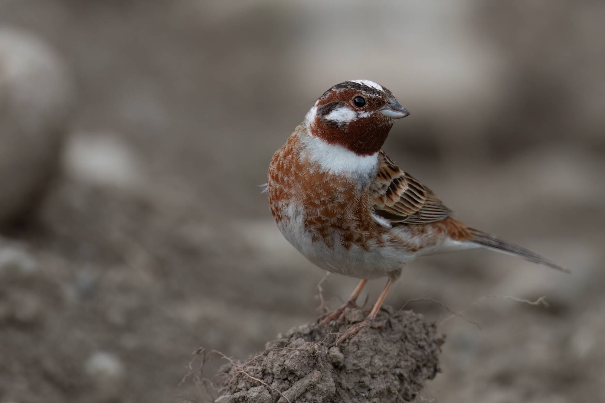 Pine Bunting © Chris Griffin Image