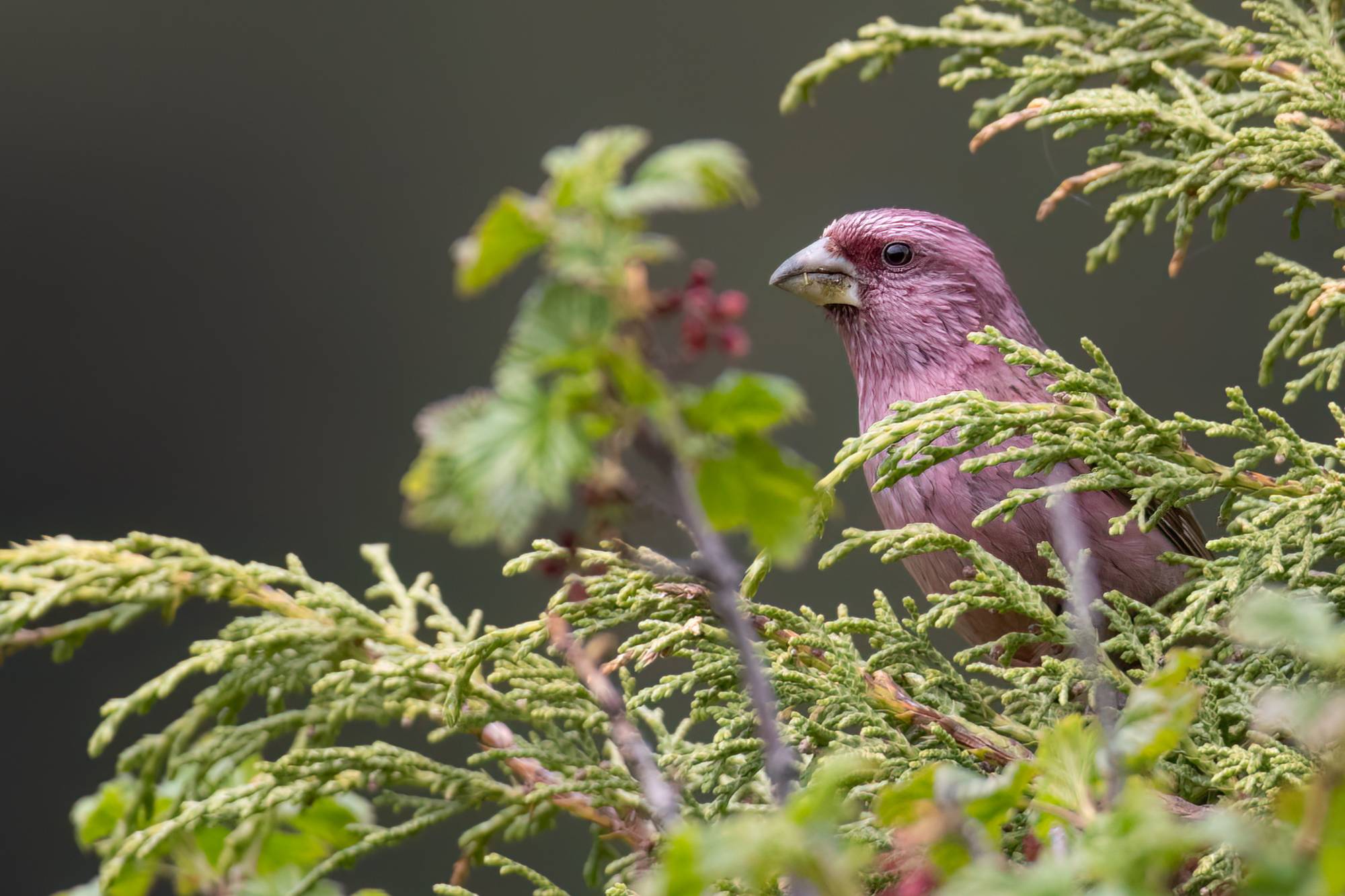 Red-mantled Rosefinch © Chris Griffin Image