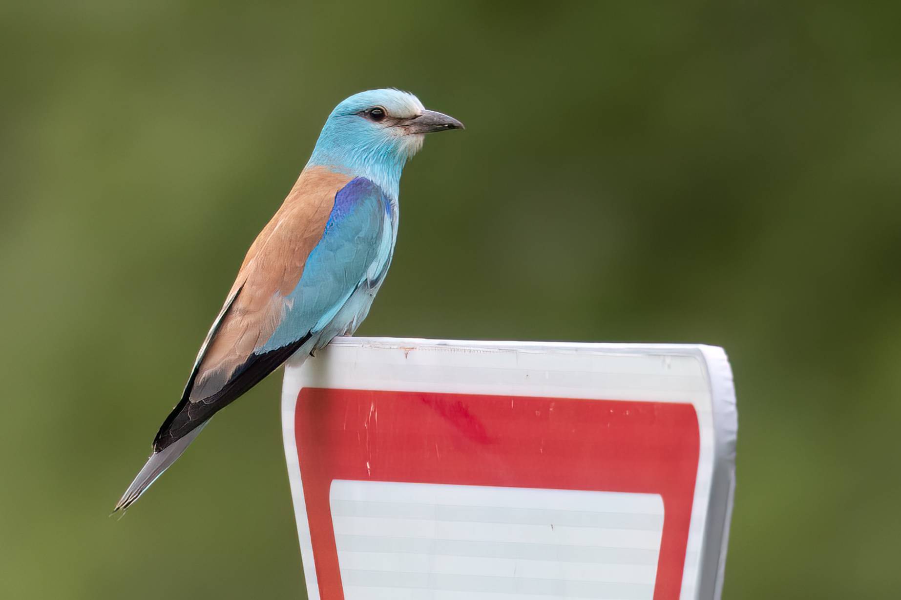 Roller © Chris Griffin Image
