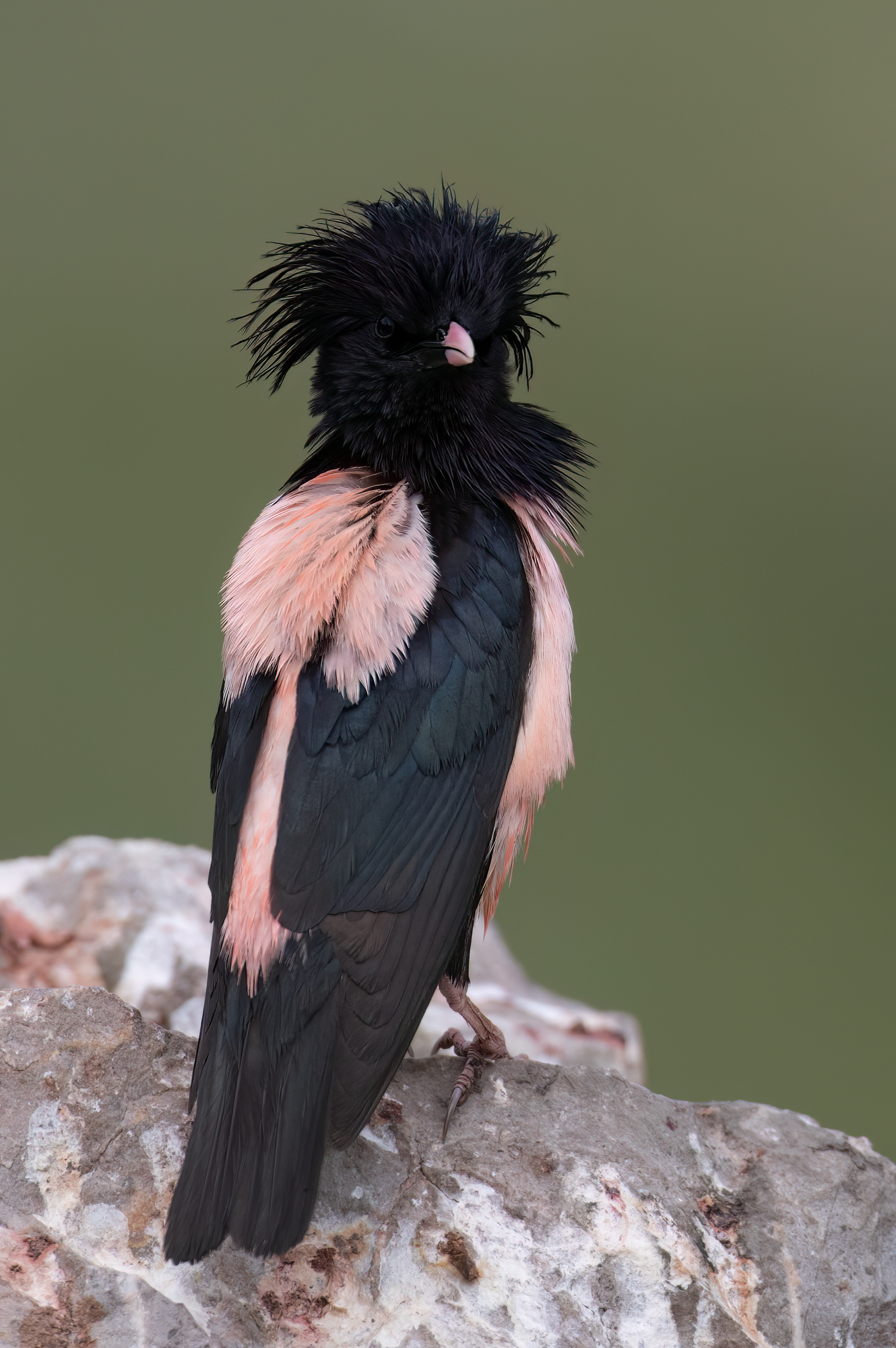 Rosy Starling © Chris Griffin Image