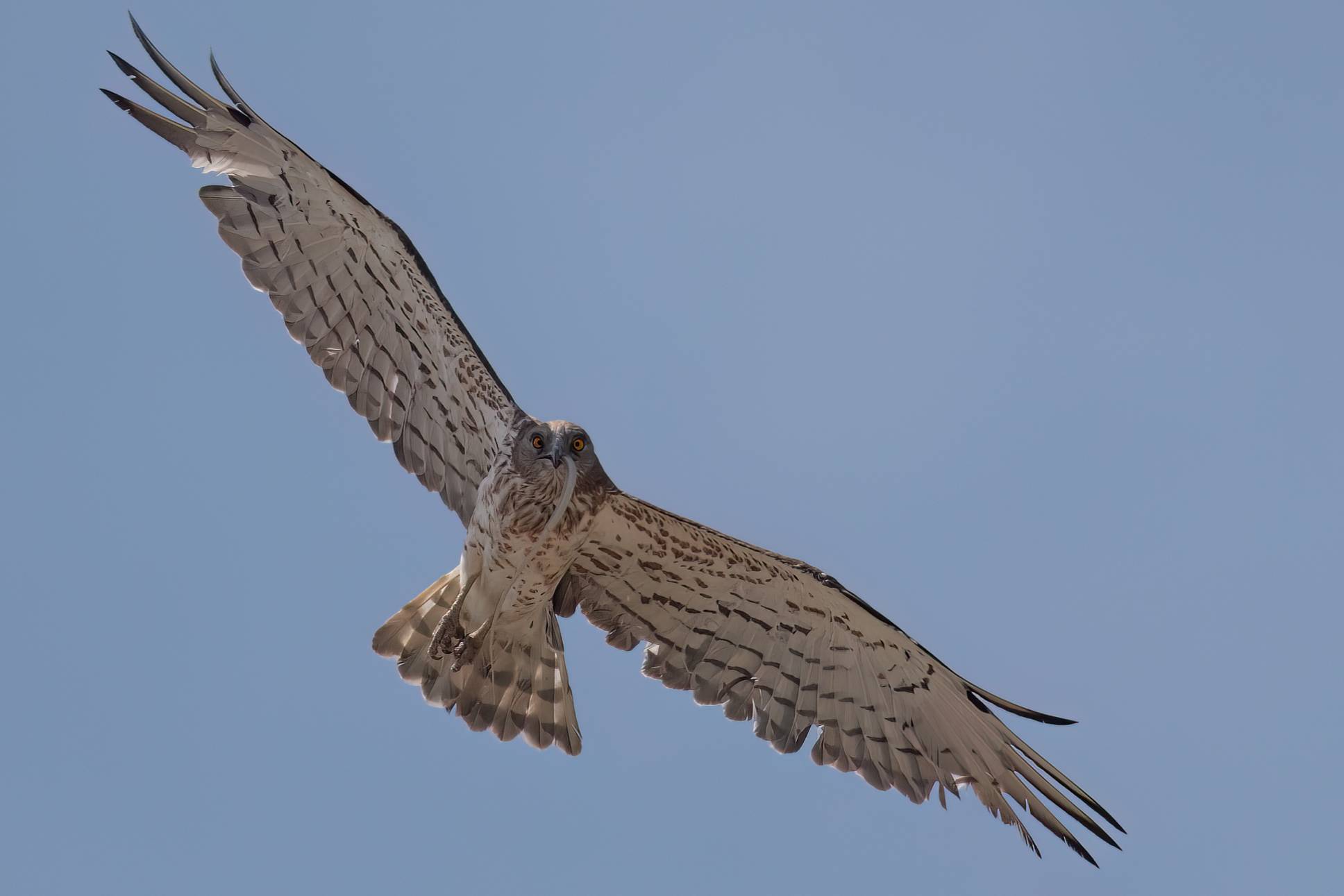Short-toed Snake Eagle © Chris Griffin Image
