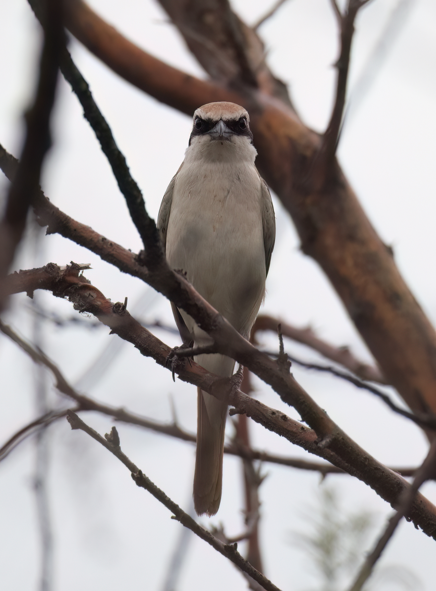 Turkestan Shrike © Chris Griffin Image