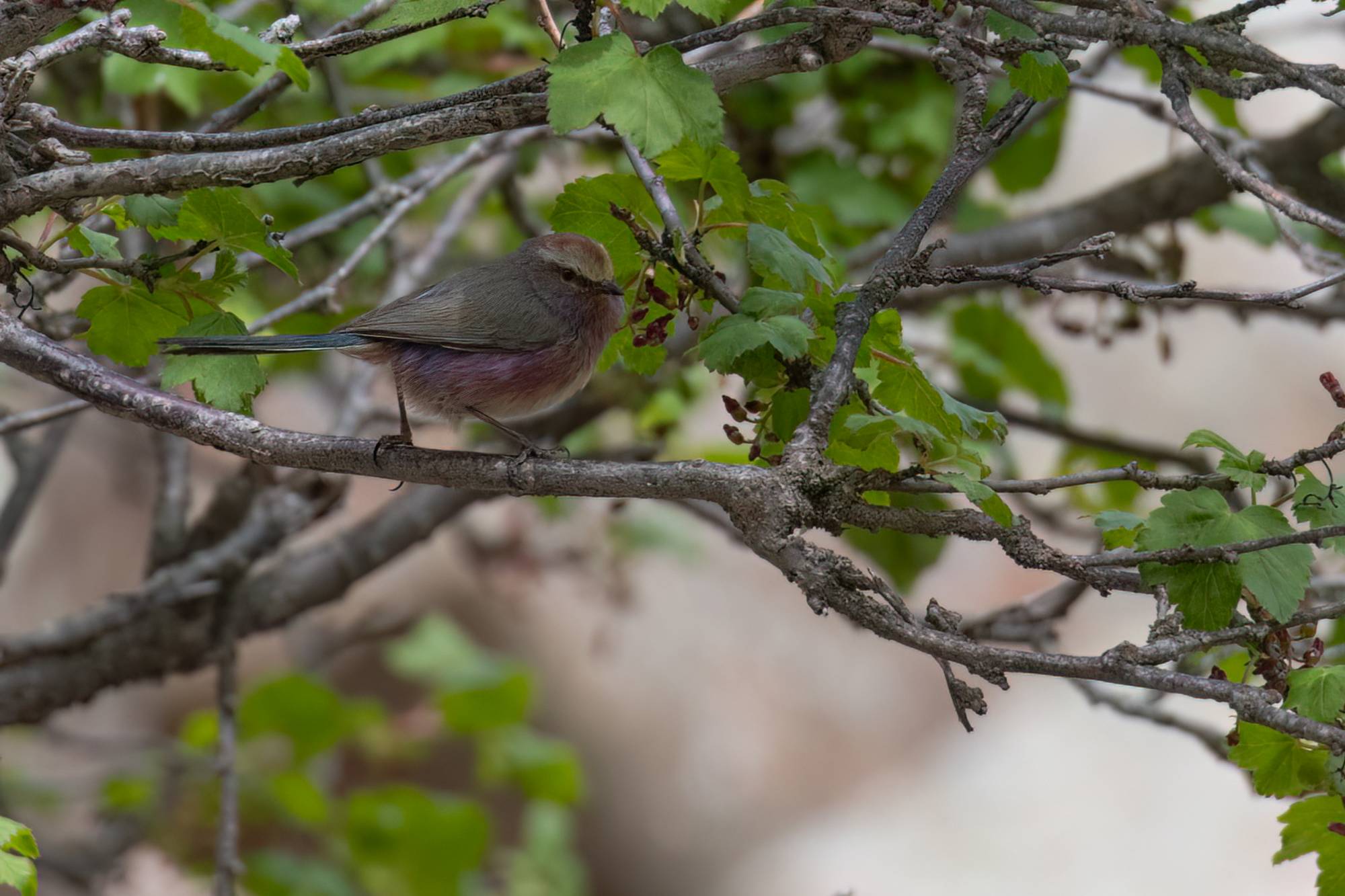 White-browed Tit-Warbler © Chris Griffin Image