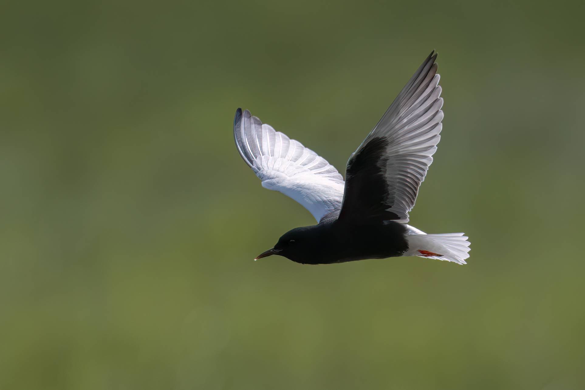 White-winged Black Tern © Chris Griffin Image