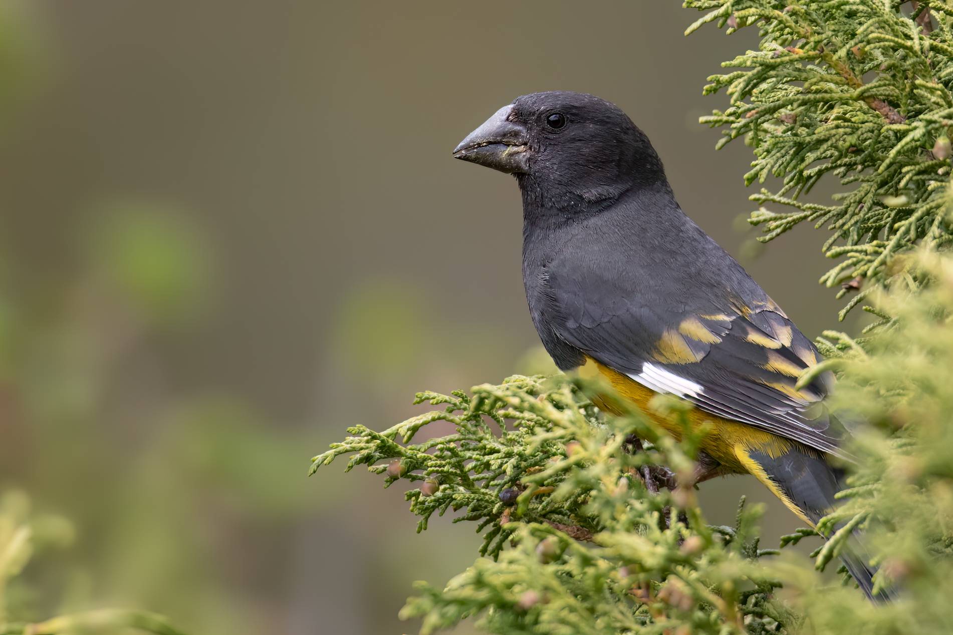 White-winged Grosbeak © Chris Griffin Image