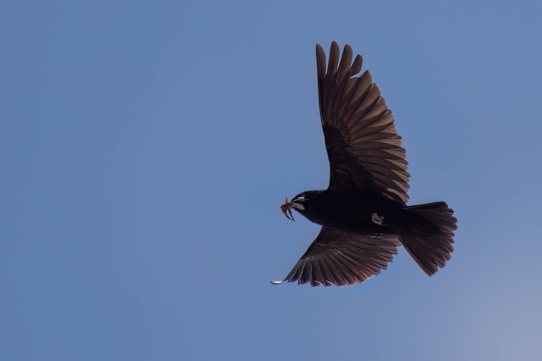 Black Lark © Chris Griffin Image