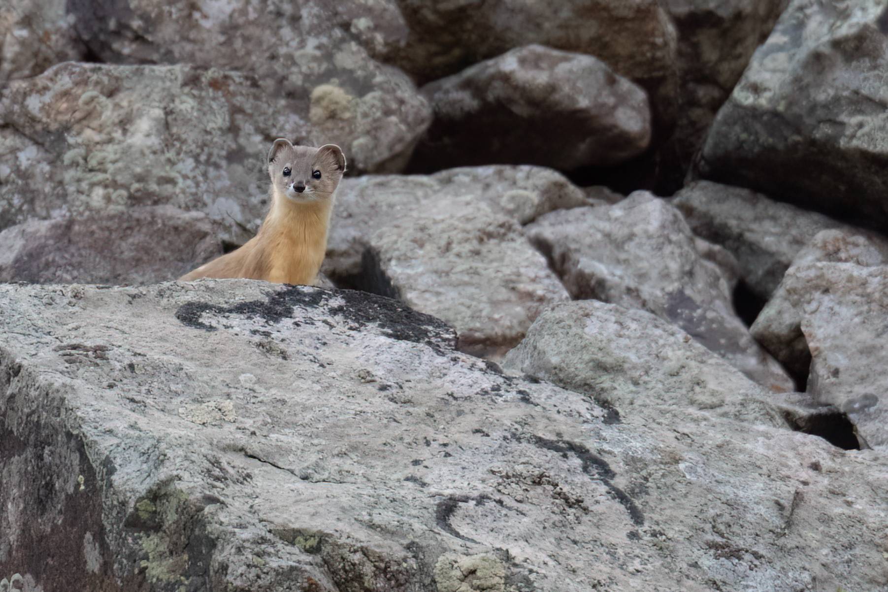 Mountain Weasel © Chris Griffin Image