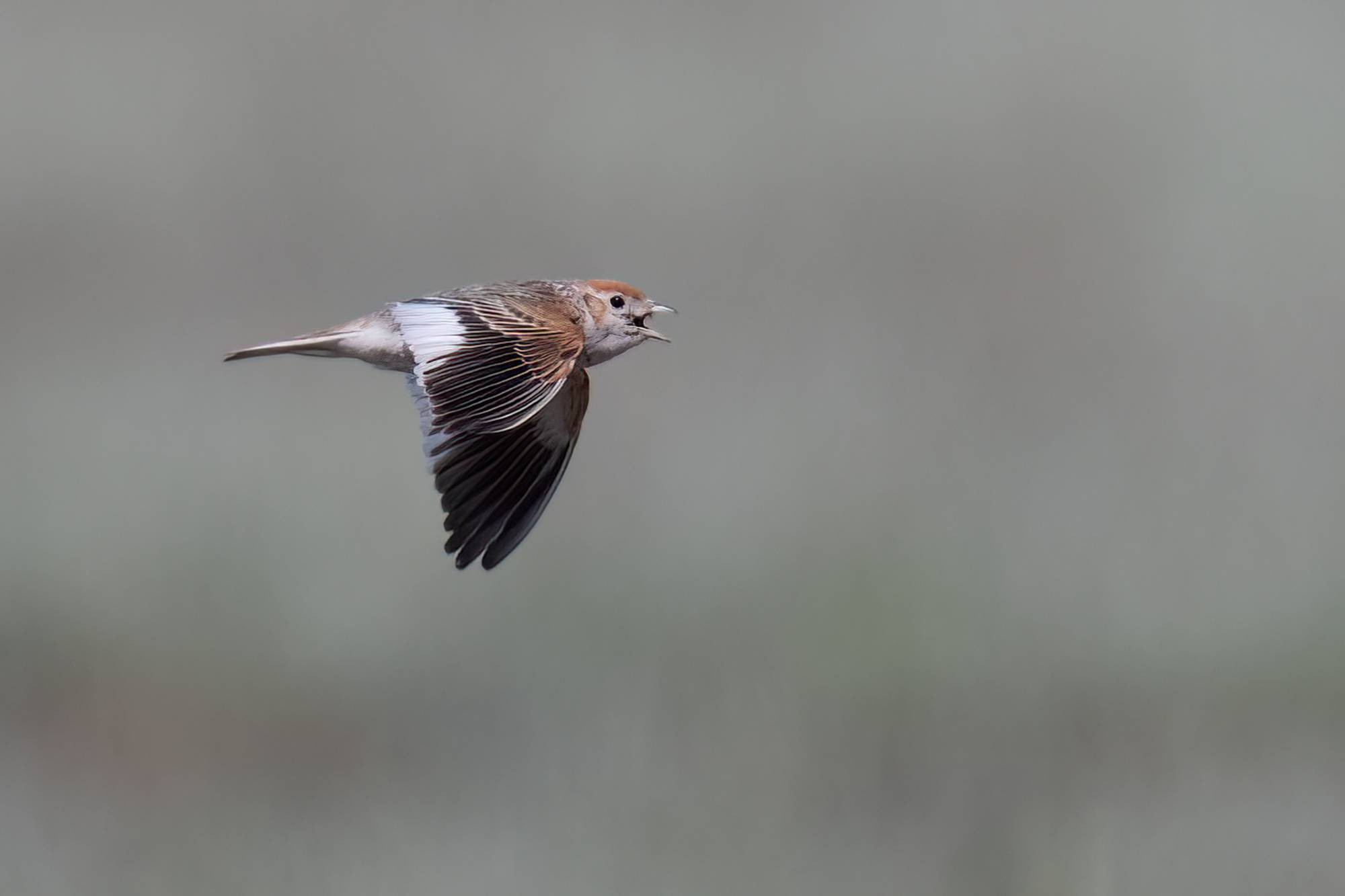 White-winged Lark © Chris Griffin Image