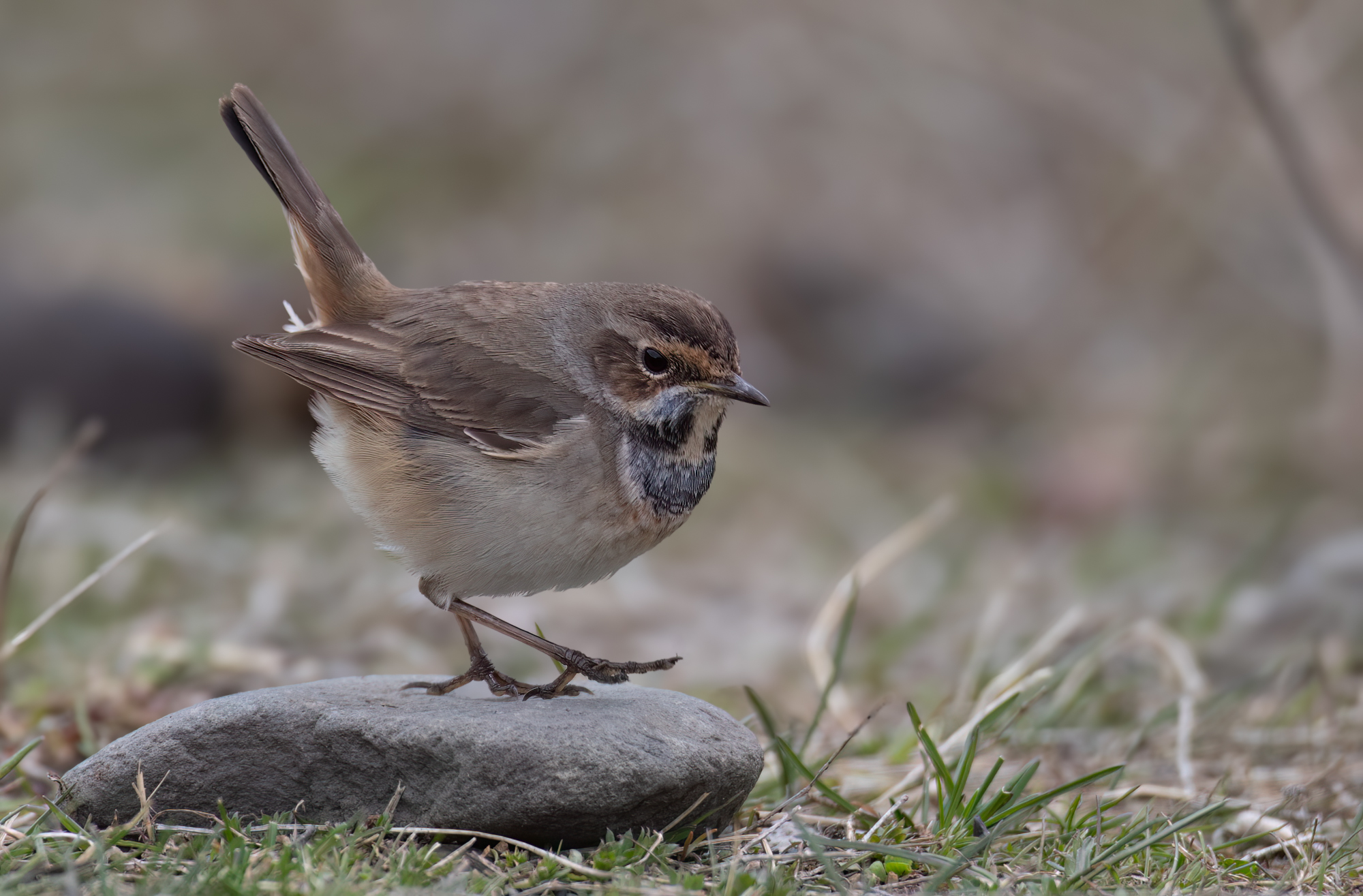 Bluethroat © Chris Griffin Image
