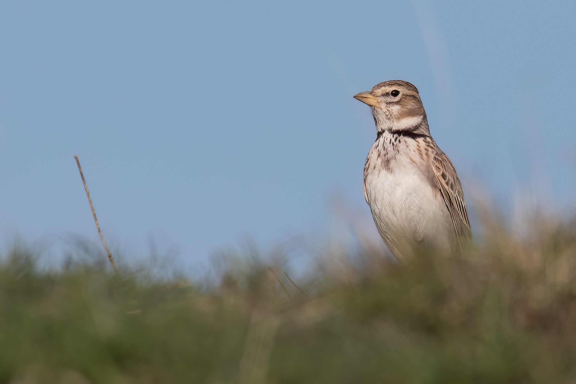 Calandra Lark © Chris Griffin Image