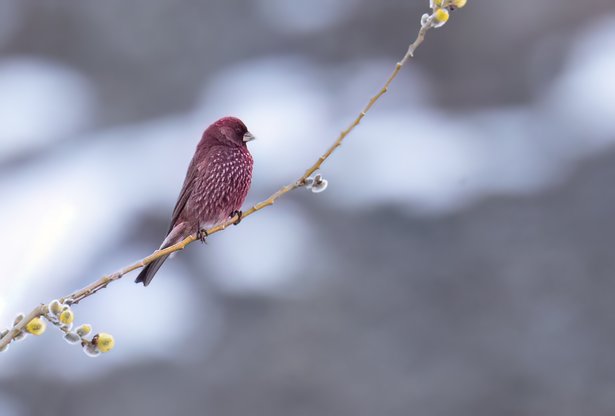 Great Rosefinch © Chris Griffin Image