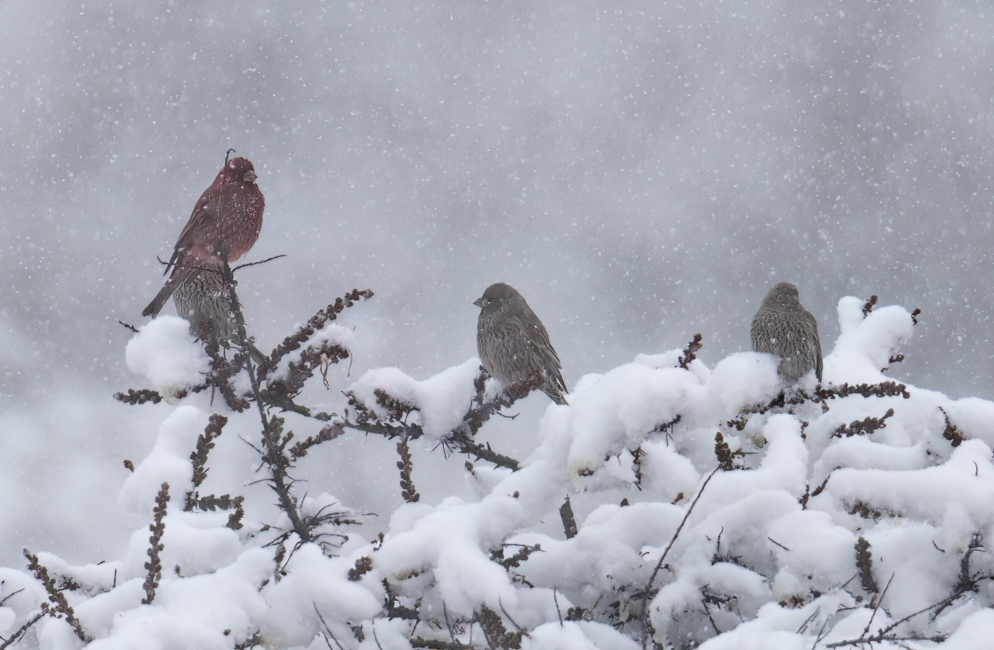 Great Rosefinch © Chris Griffin Image