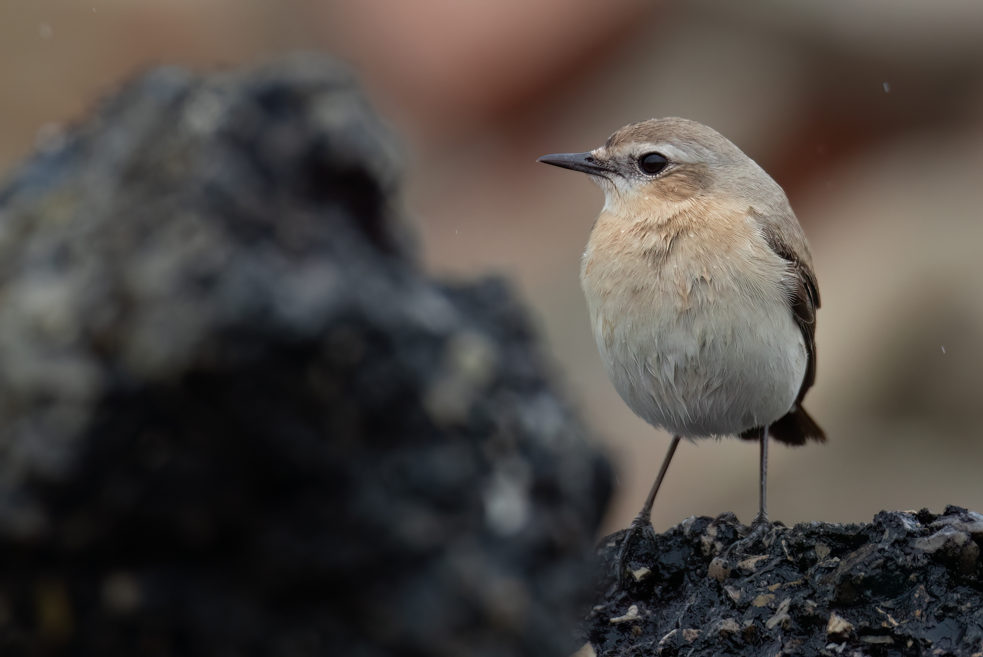 Isabelline Wheatear © Chris Griffin Image