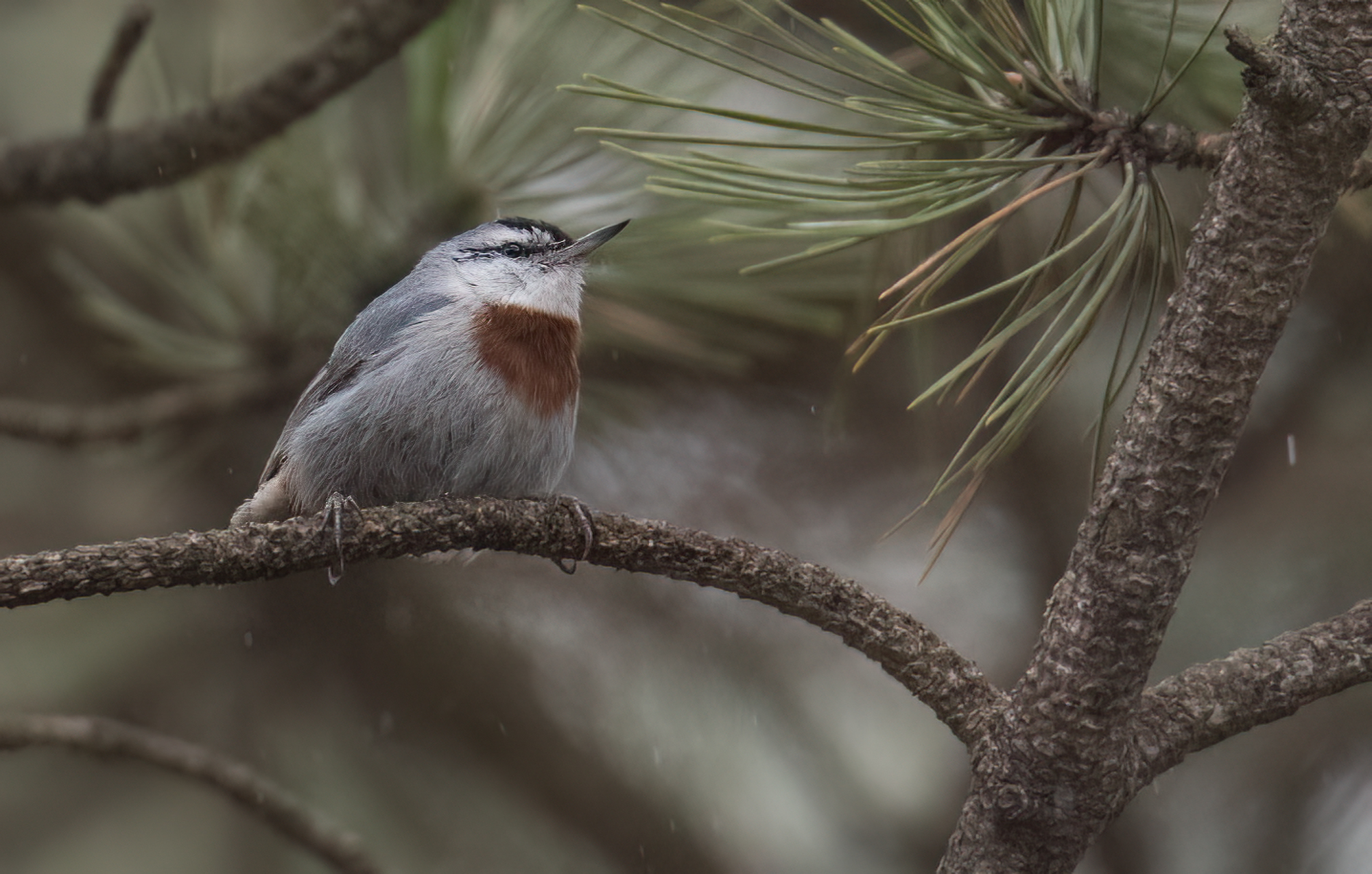 Krüpers Nuthatch © Chris Griffin Image
