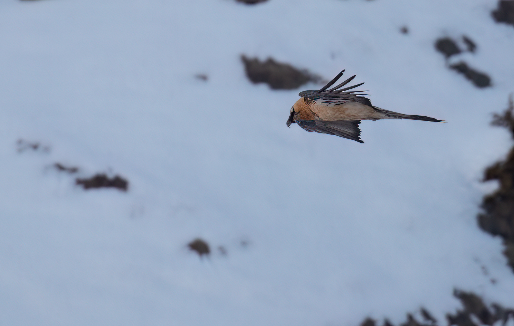 Lammergeier © Chris Griffin Image