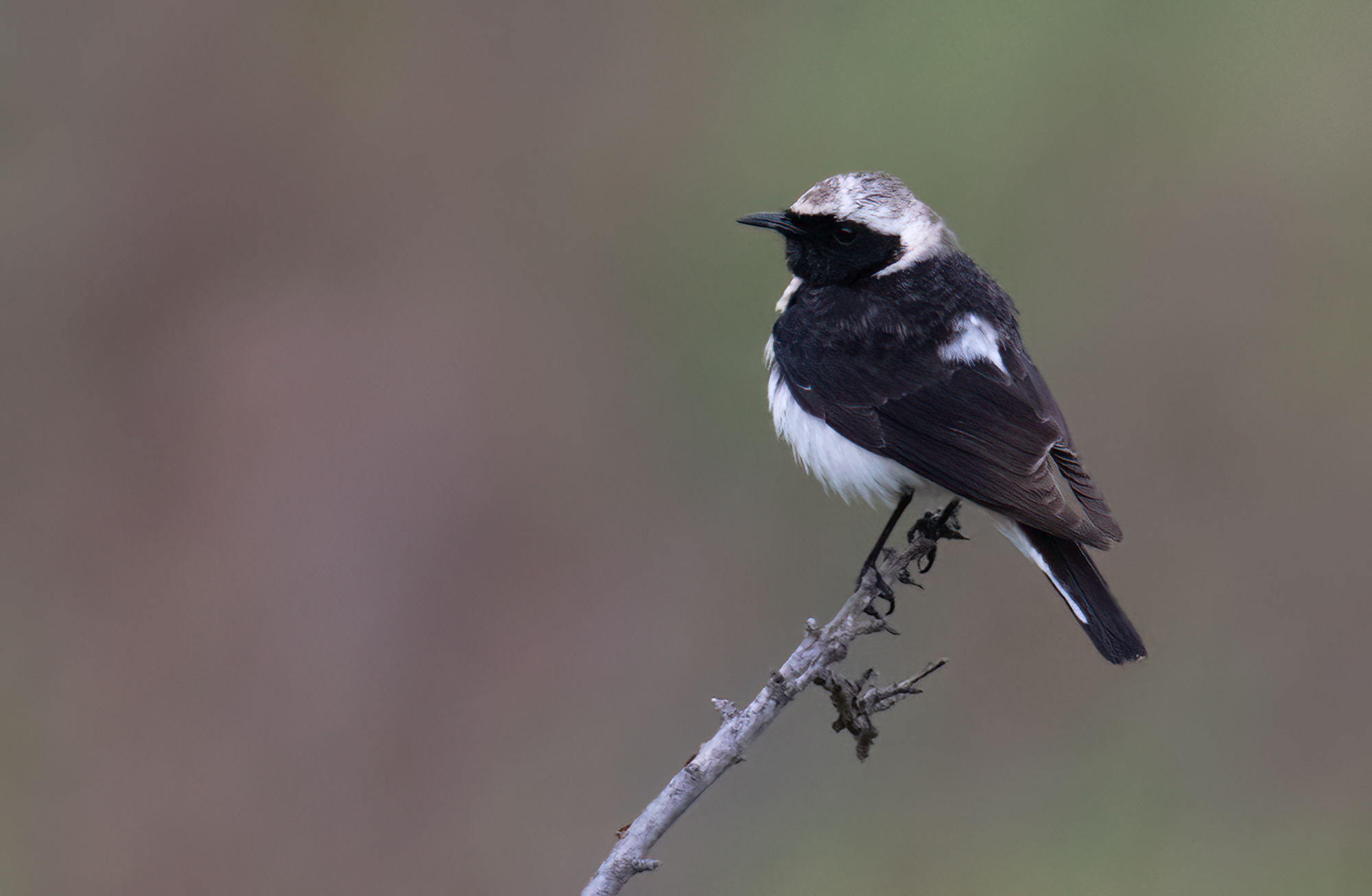 Pied Wheatear © Chris Griffin Image