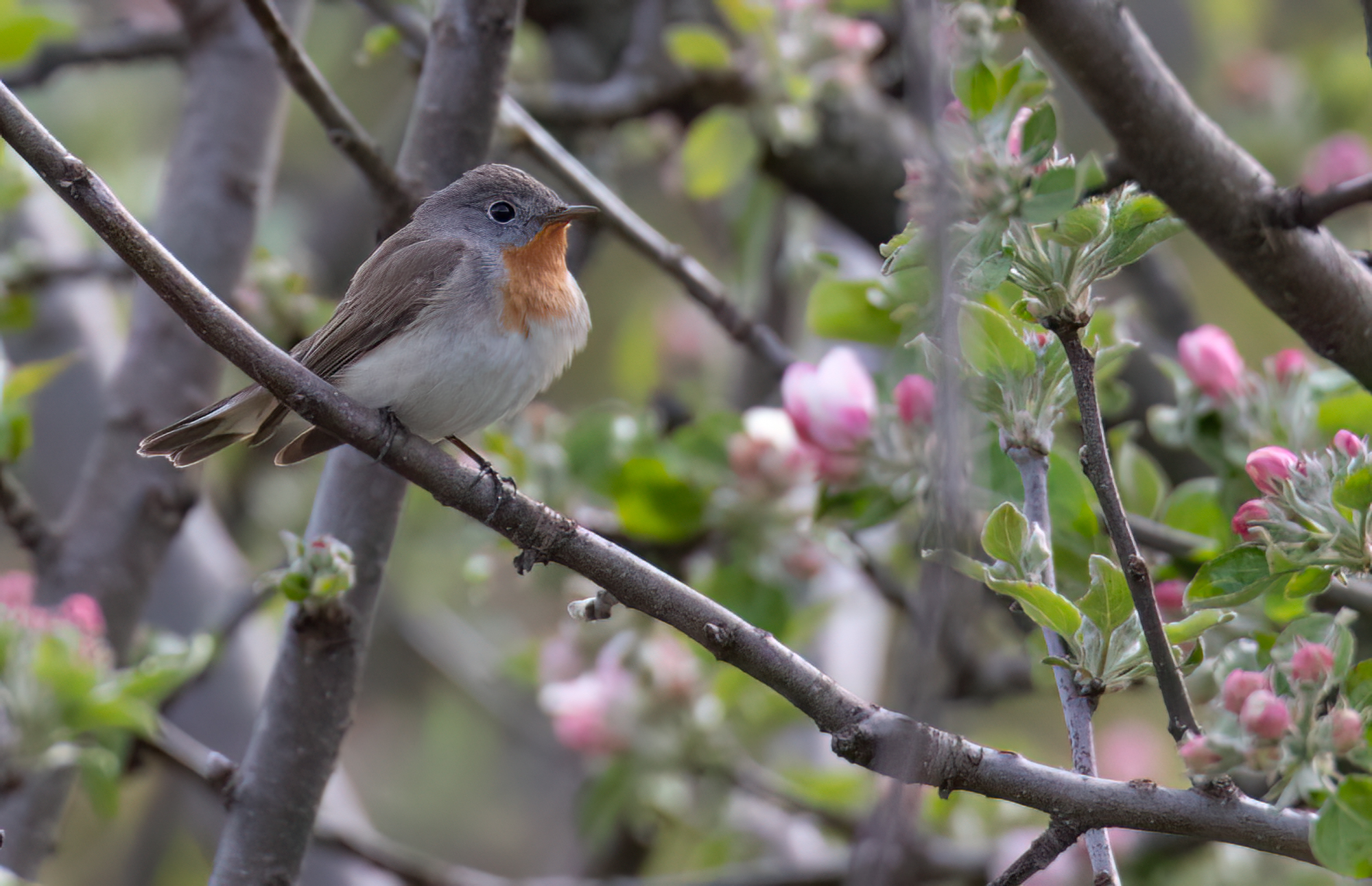 Red-breasted Flycatcher © Chris Griffin Image