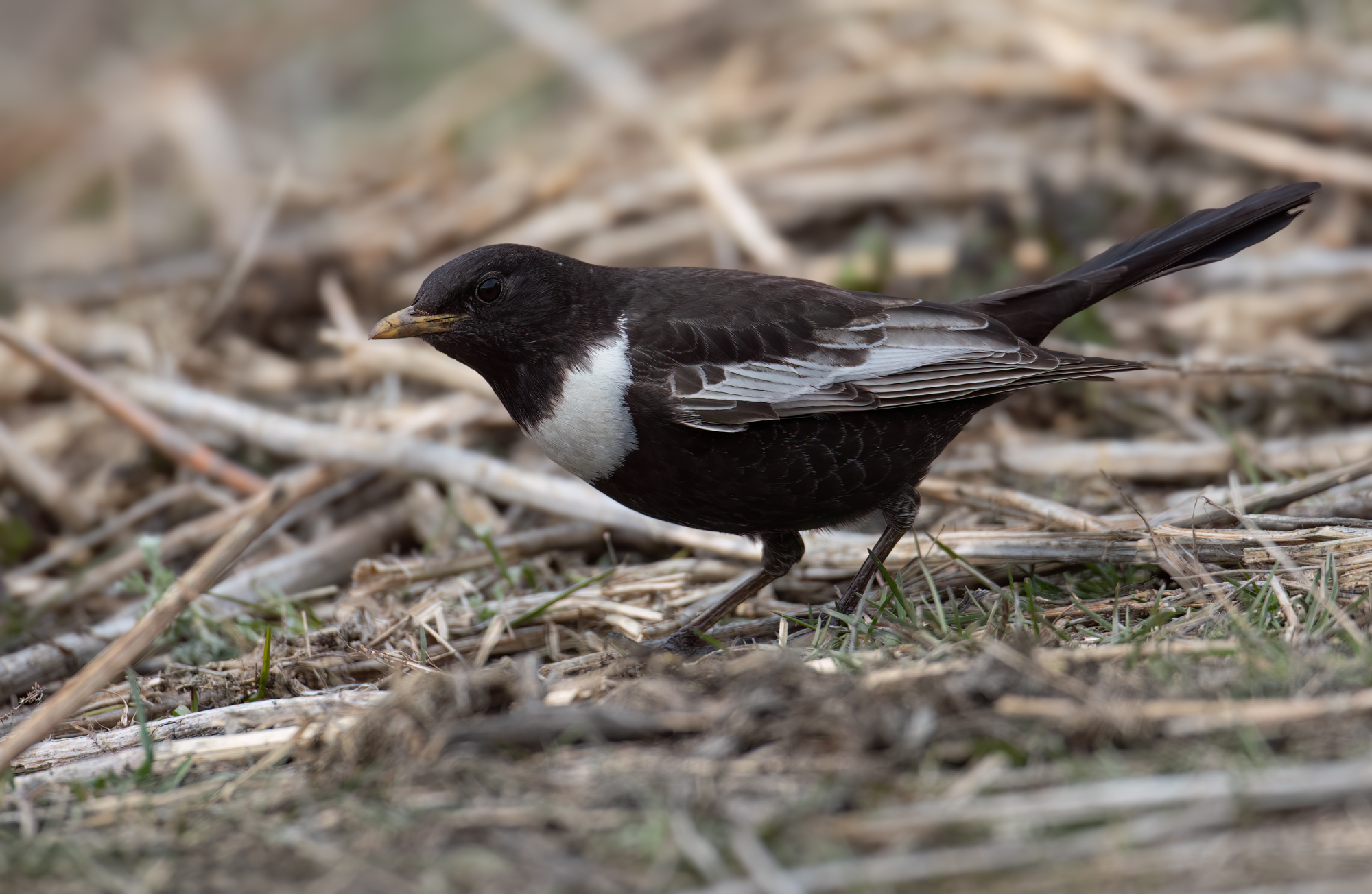Ring Ouzel © Chris Griffin Image