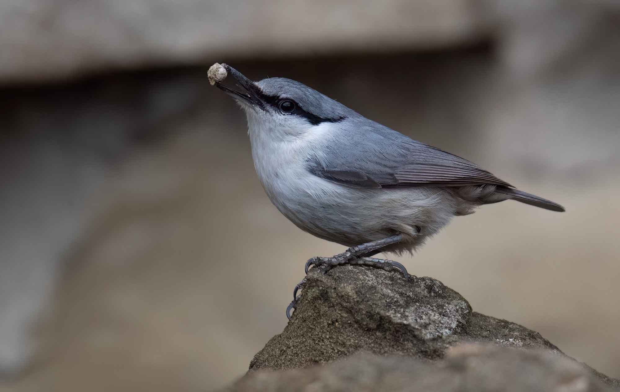 Western Rock Nuthatch © Chris Griffin Image