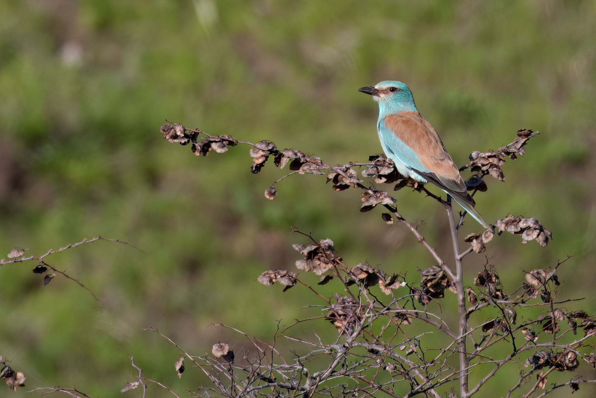 Roller © Chris Griffin Image