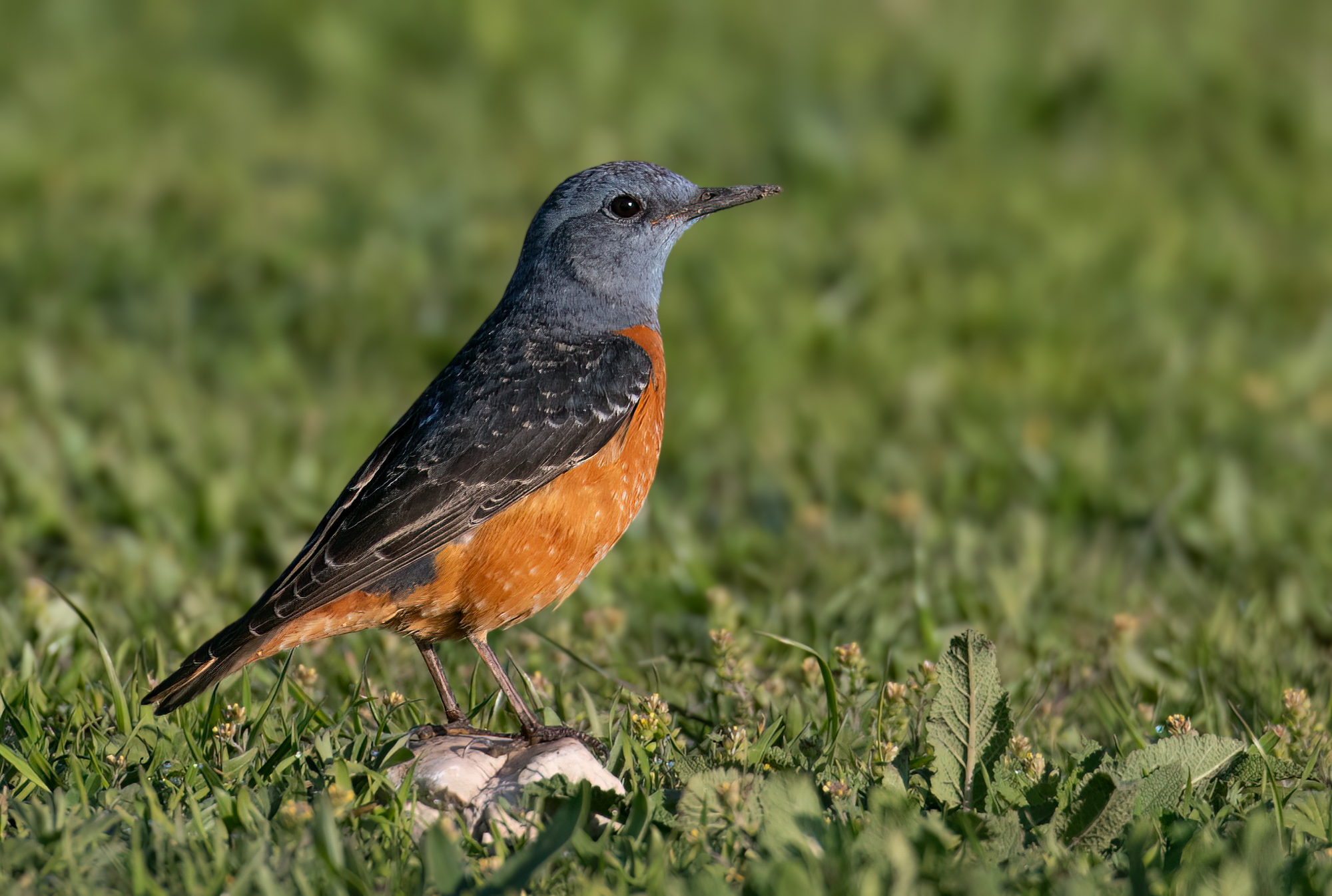 Rufous-tailed Rock-thrush © Chris Griffin Image