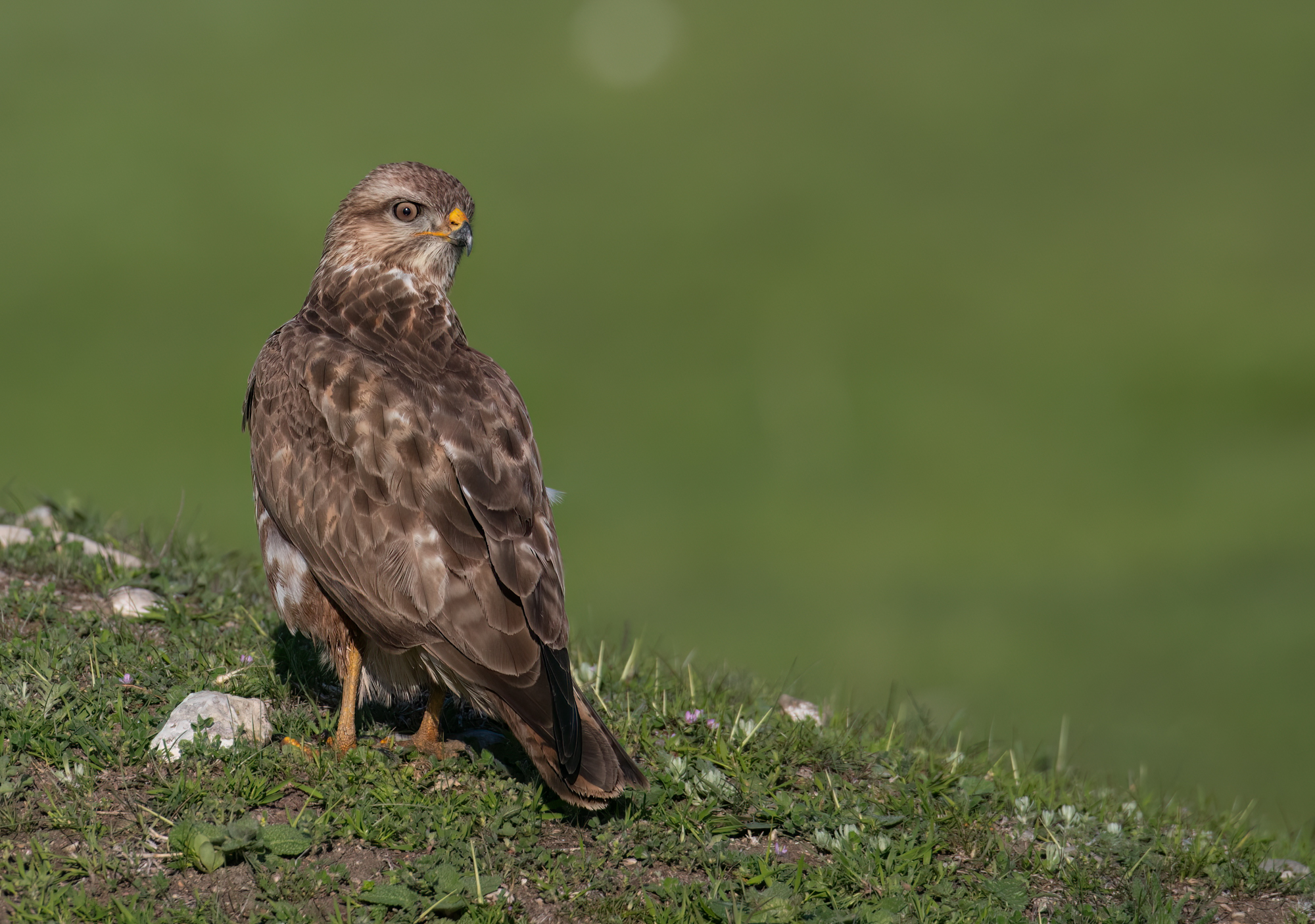 Steppe Buzzard © Chris Griffin Image