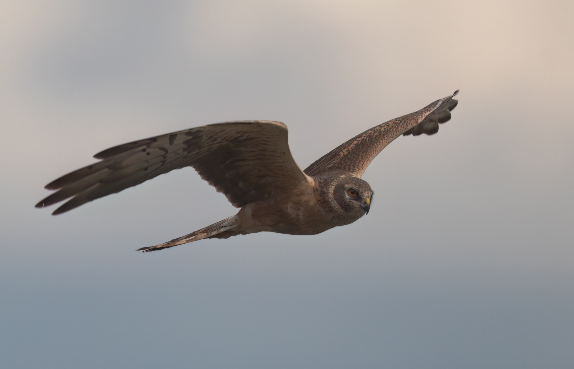 Turkestan Montagu's Harrier © Chris Griffin Image