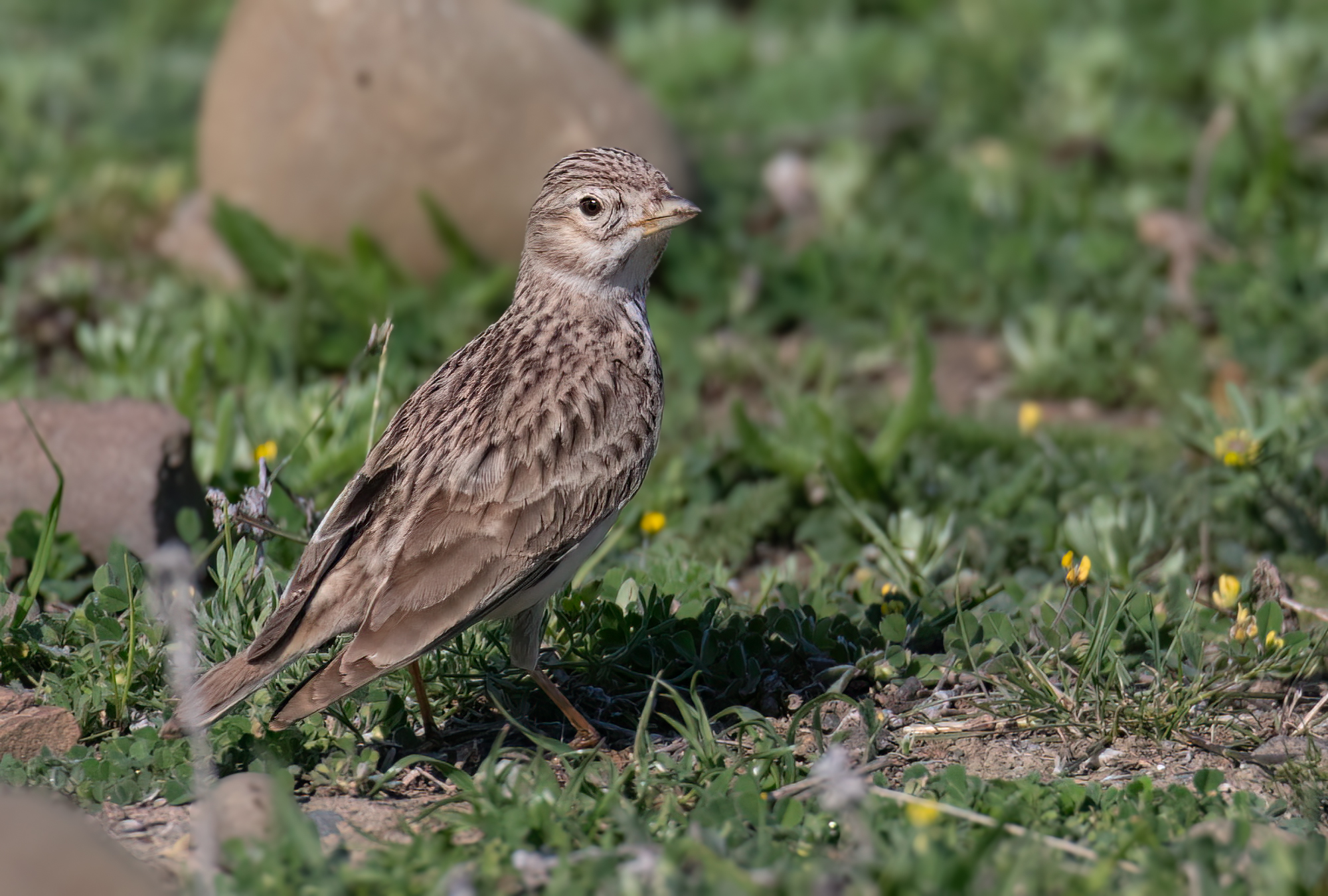 Turkestan Short-toed Lark © Chris Griffin Image