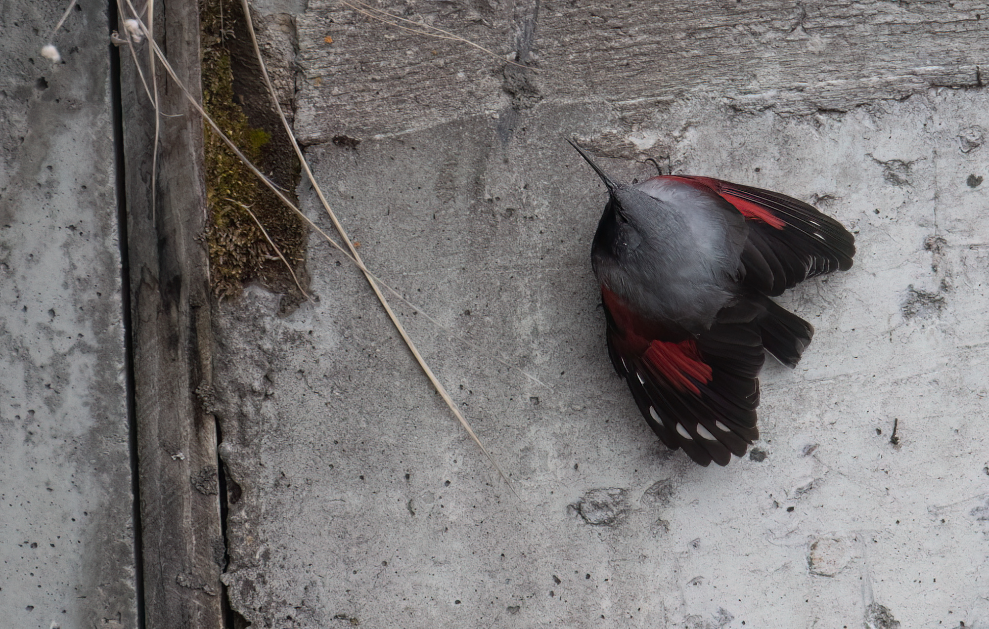 Wallcreeper © Chris Griffin Image