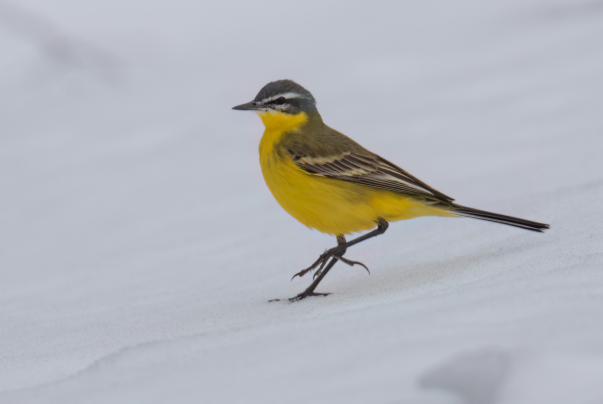 Western Yellow Wagtail © Chris Griffin Image