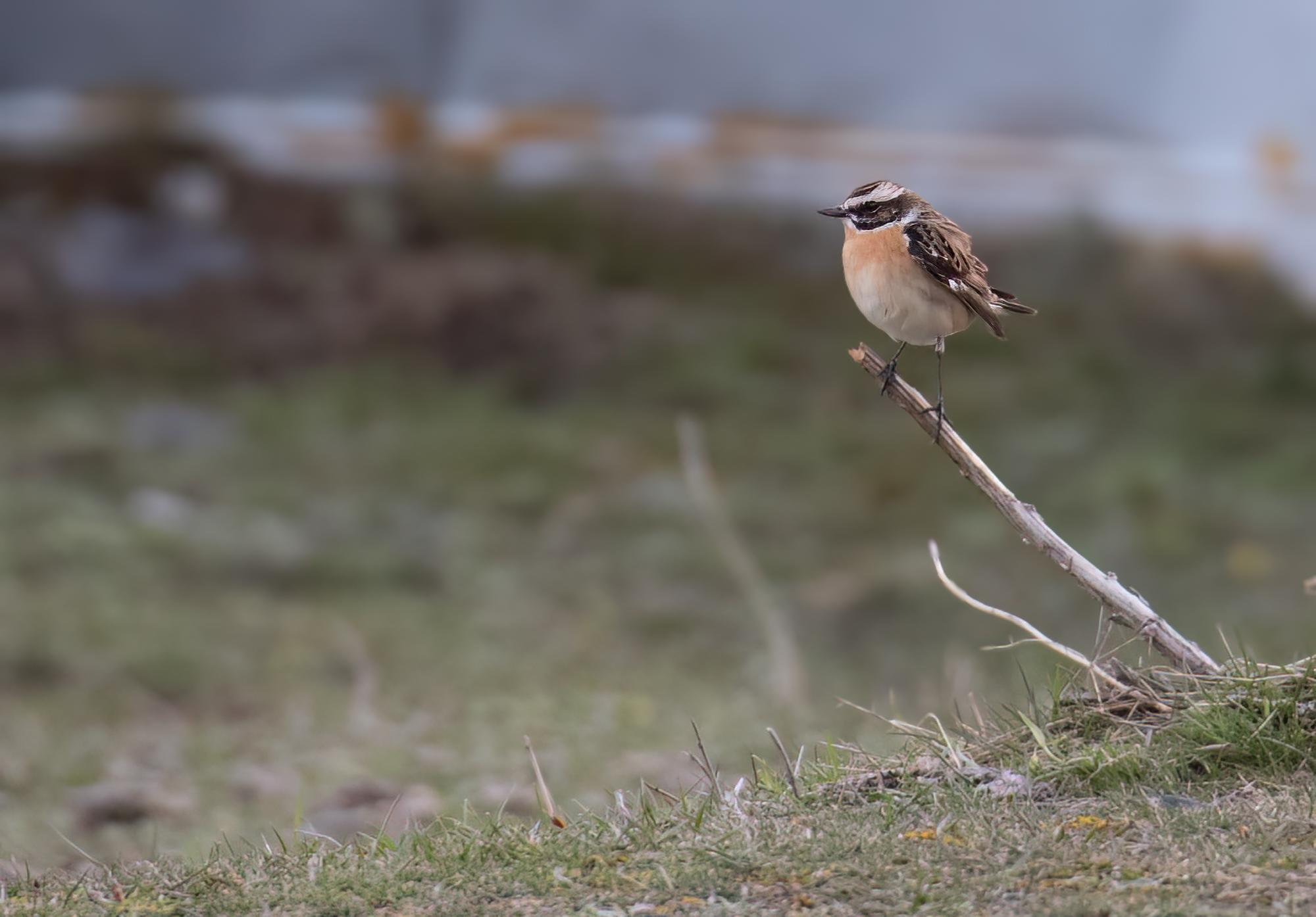 Whinchat © Chris Griffin Image