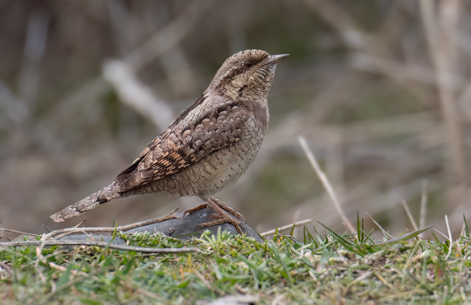 Wryneck © Chris Griffin Image