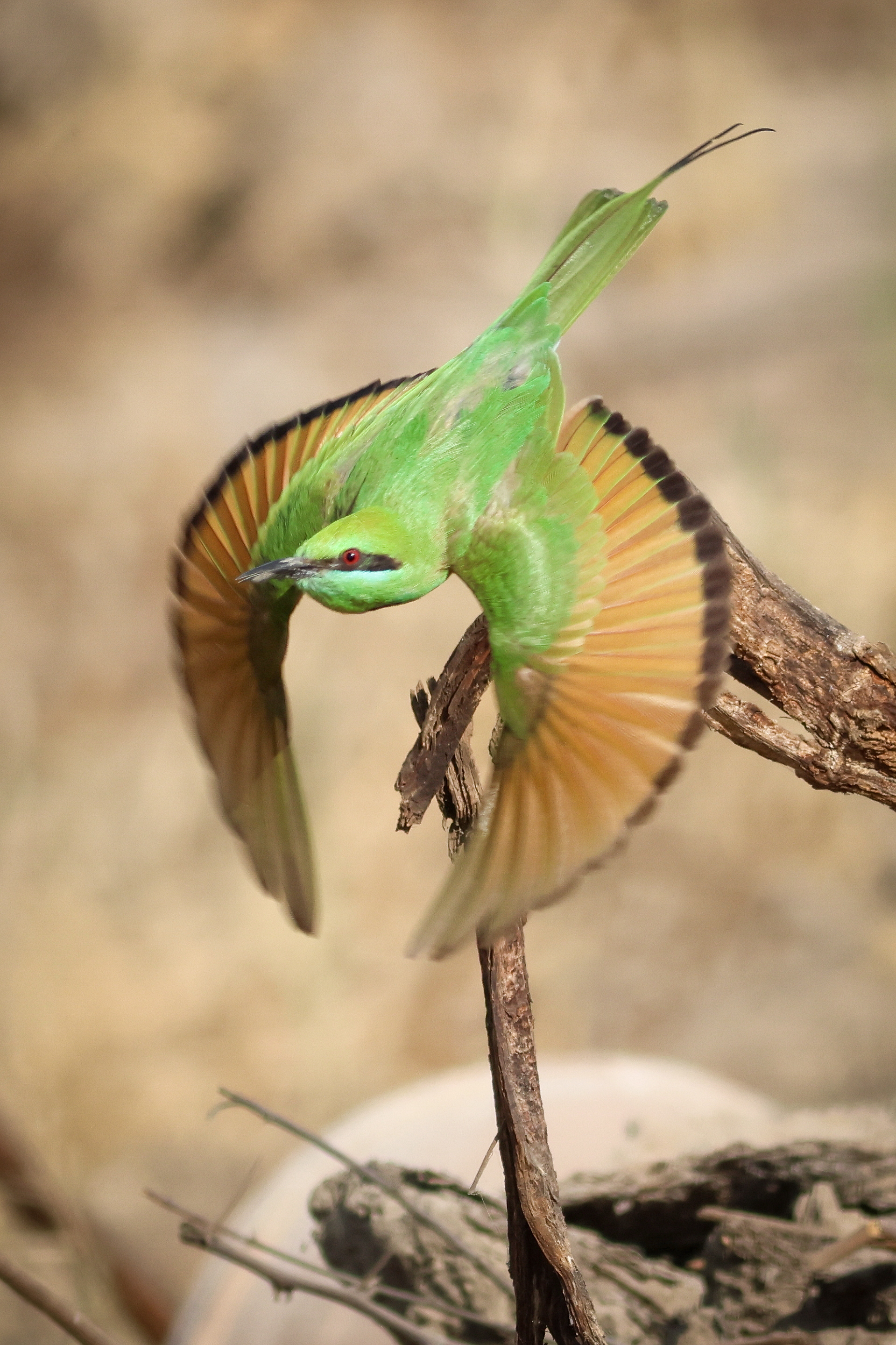 African Green Bee-eater © Pablo Perez Image