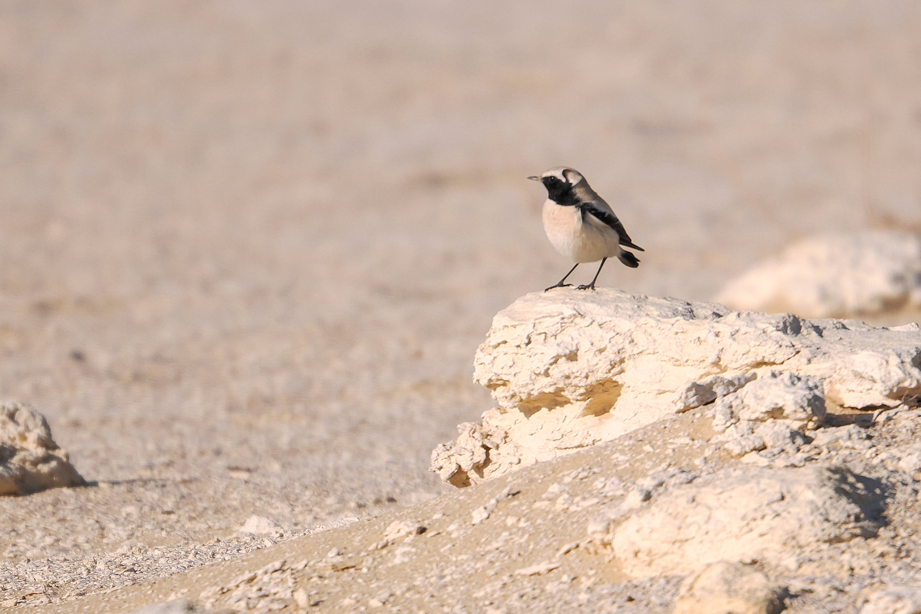 Desert Wheatear © Pablo Perez Image
