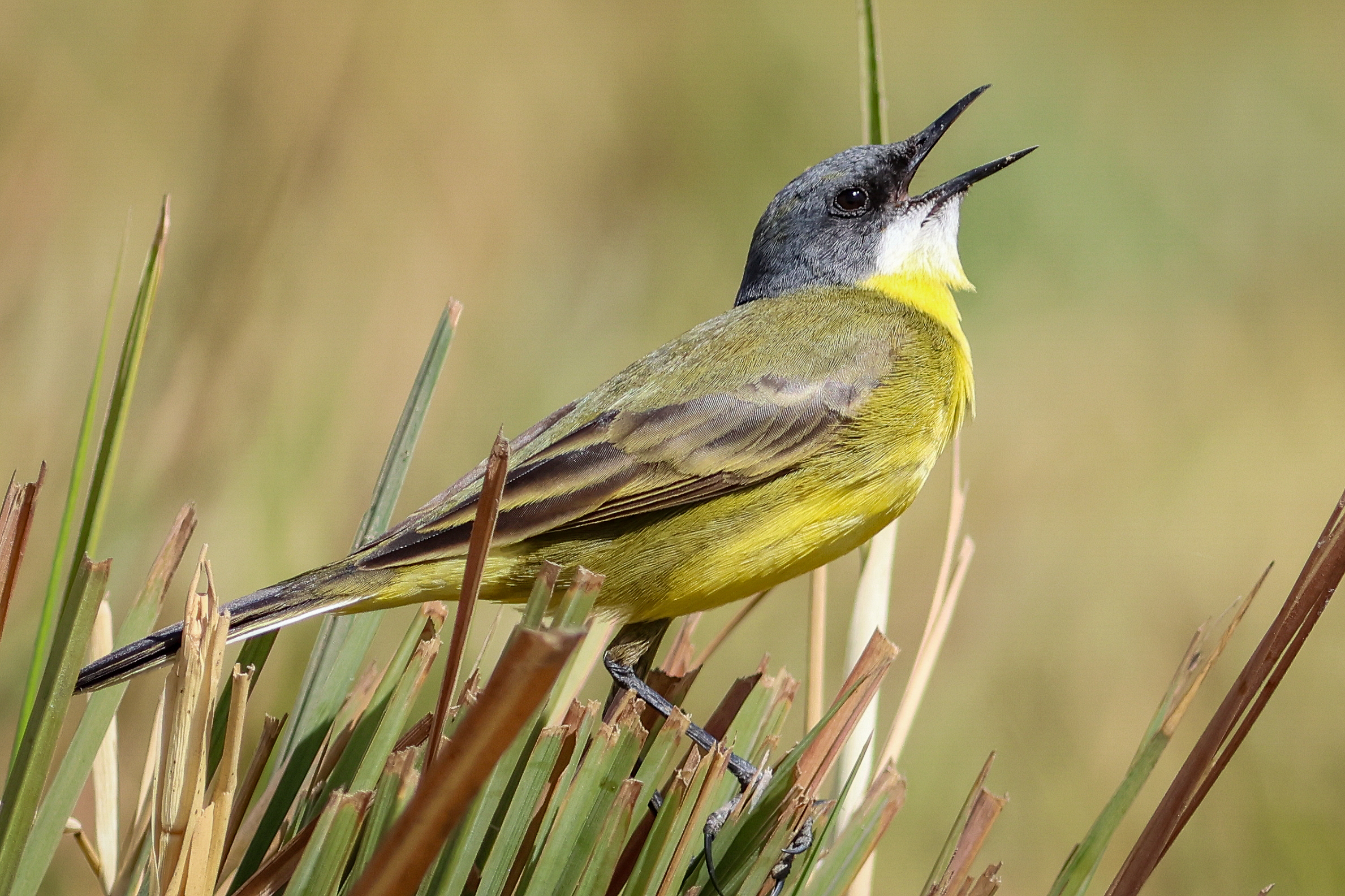 Egyptian Yellow Wagtail © Pablo Perez Image