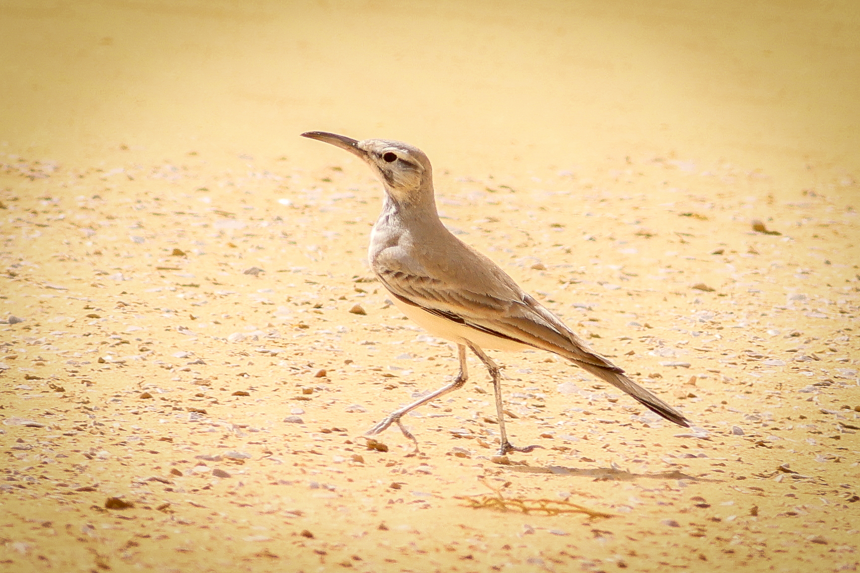 Greater Hoopoe-lark © Pablo Perez Image
