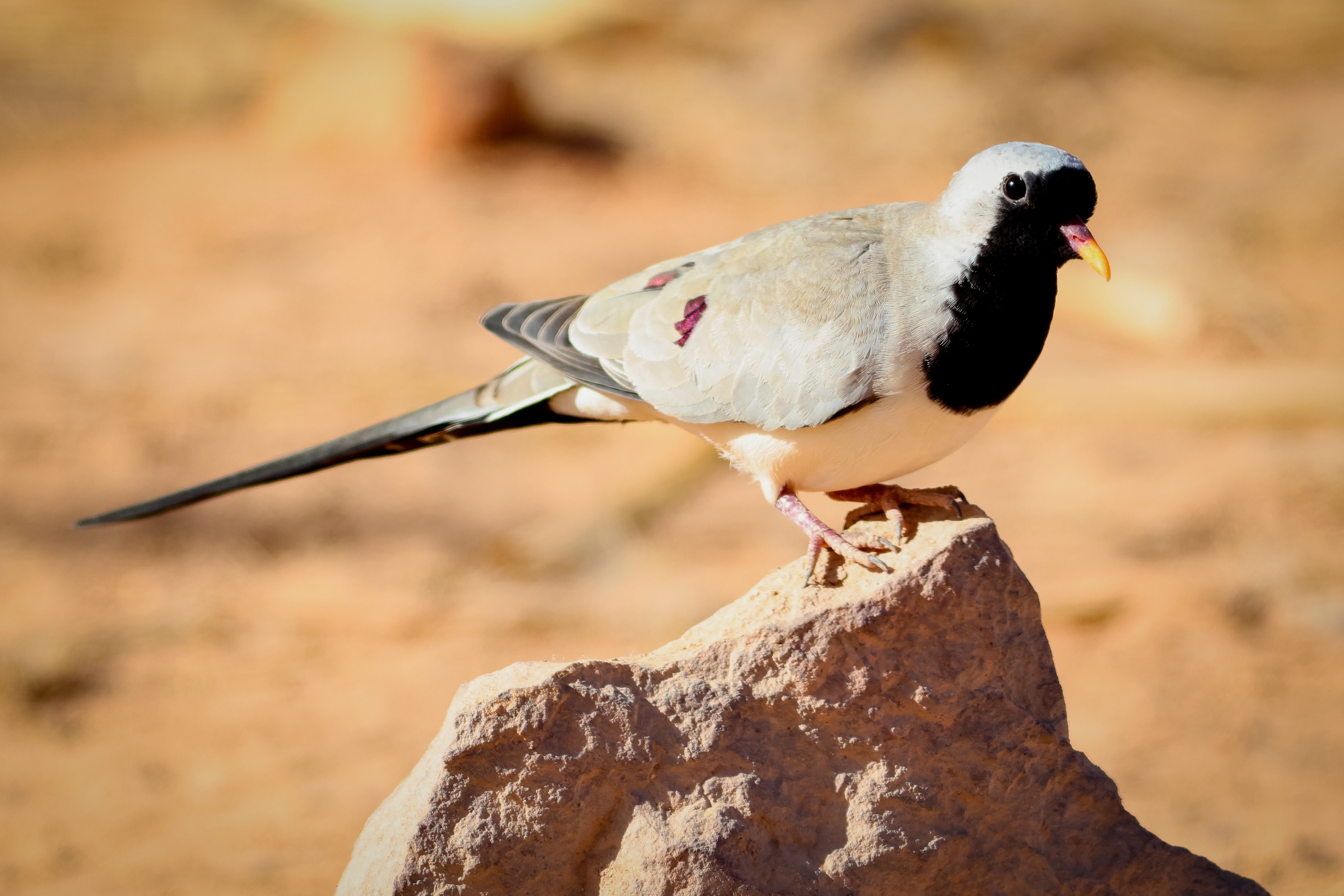 Namaqua Dove © Ian Andrews Image