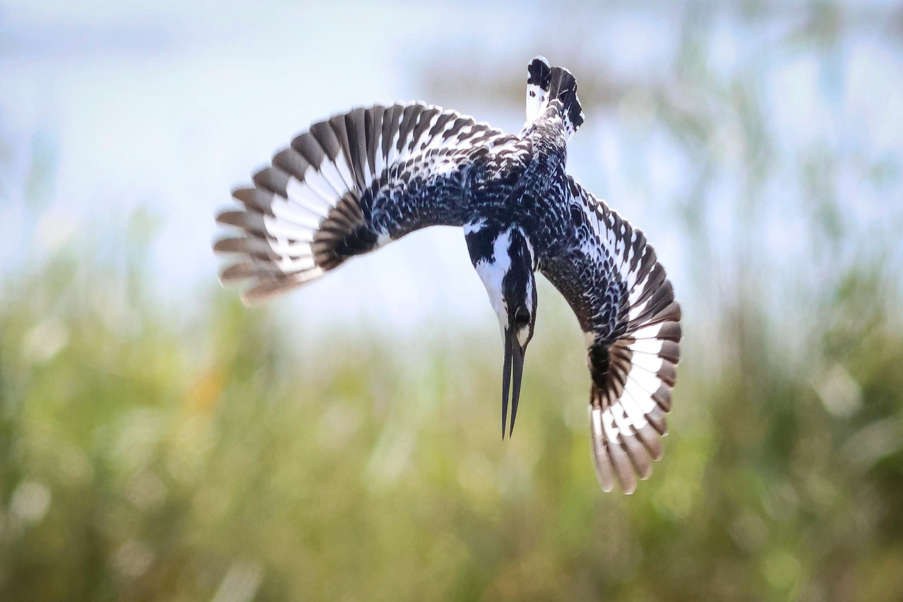 Pied Kingfisher © Ian Andrews Image