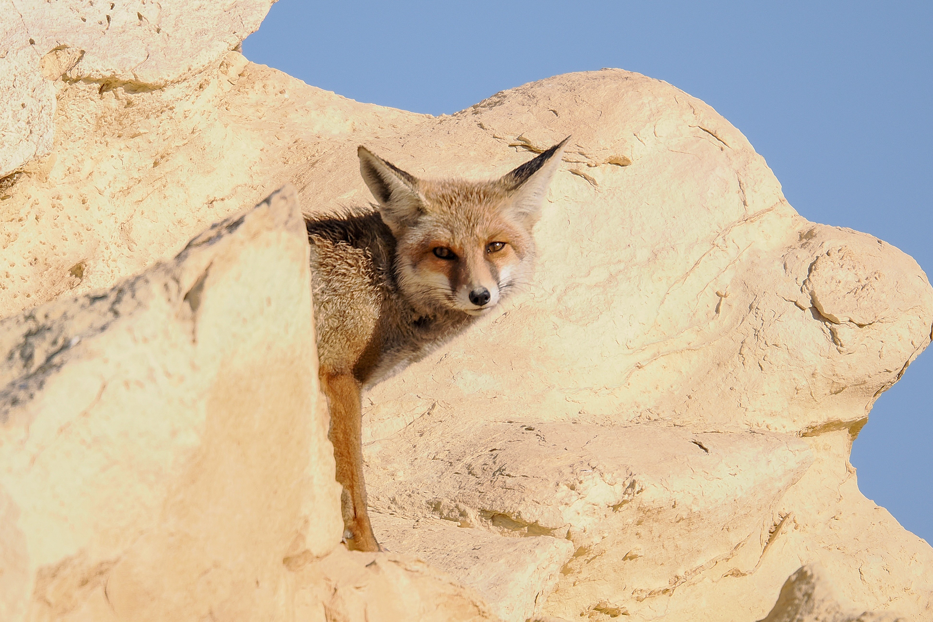 Red Fox © Pablo Perez Image