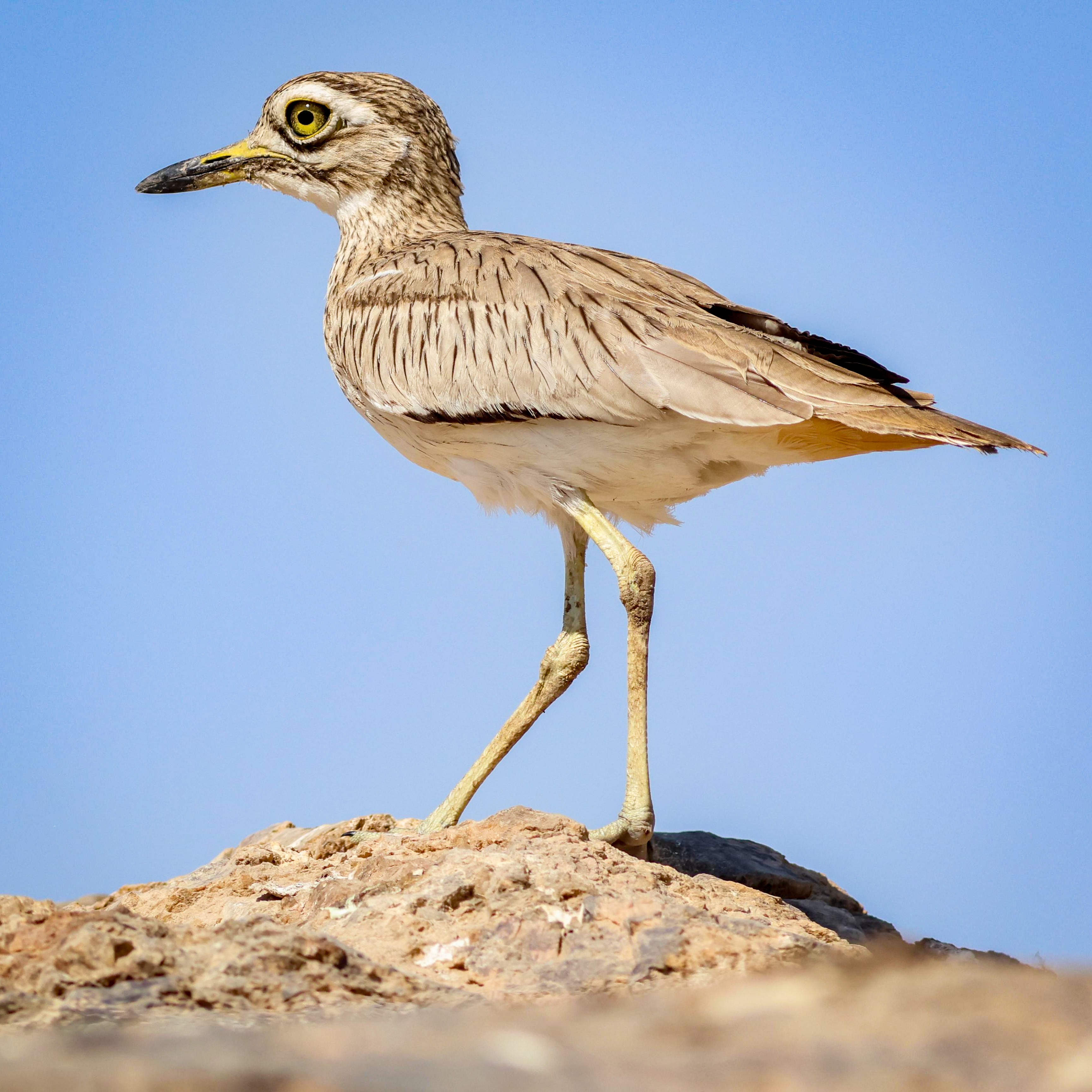 Senegal Thick-knee © Ian Andrews Image