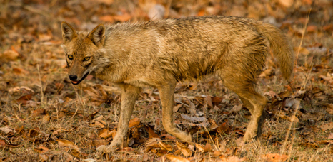 Golden Jackal by Bret Charman