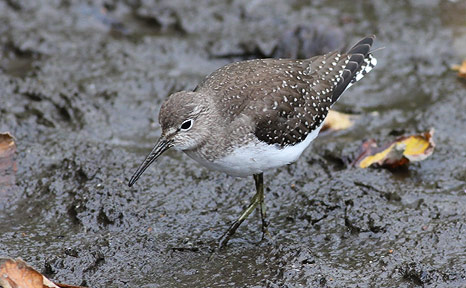  Solitary Sandpiper by Pauline Blewitt